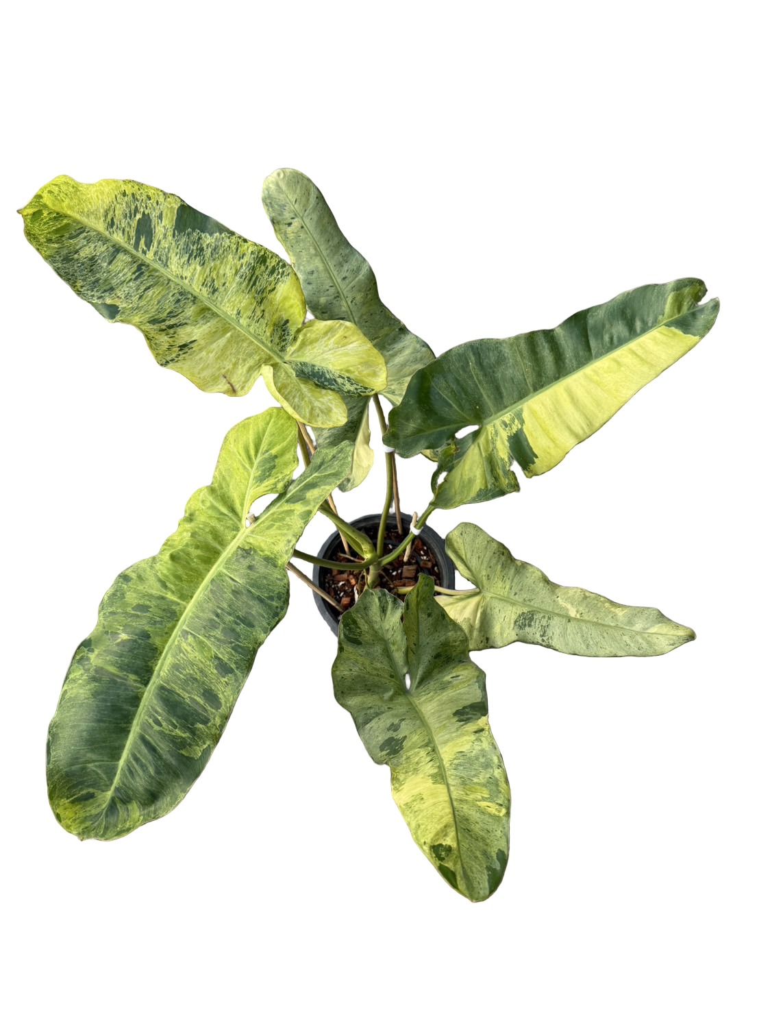 philodendron paraiso verde kaufen Buy Philodendron Paraiso Verde Aurea Vari…
