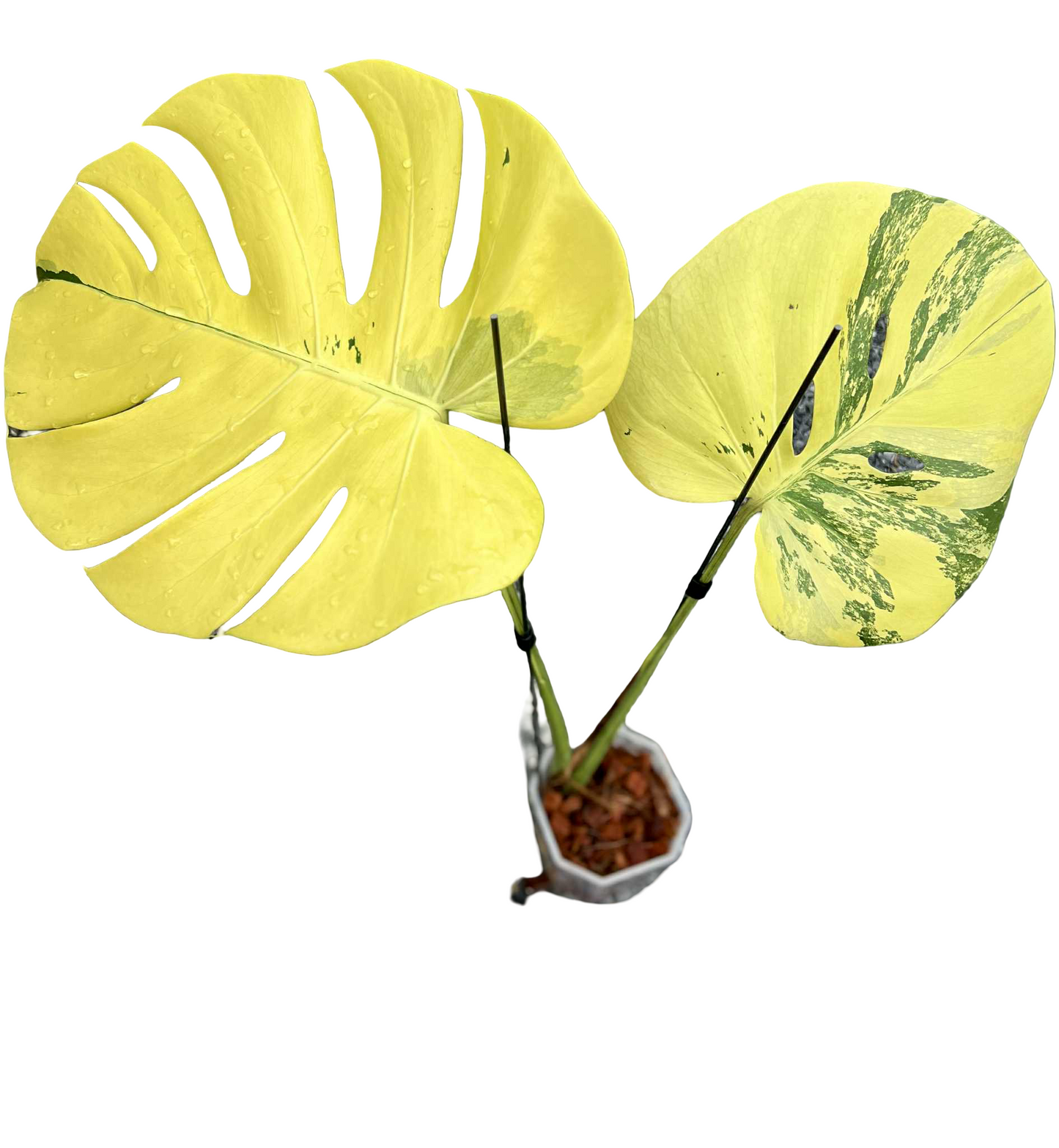 Monstera Deliciosa NOID- Actual Plant