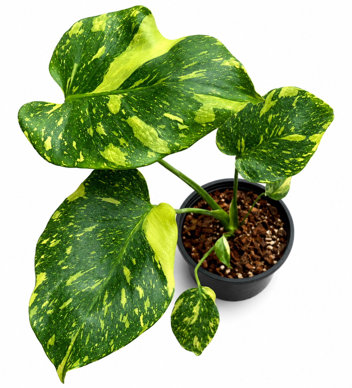 Buy Alocasia “Low Rider” Albo Variegated … | Thailand Export