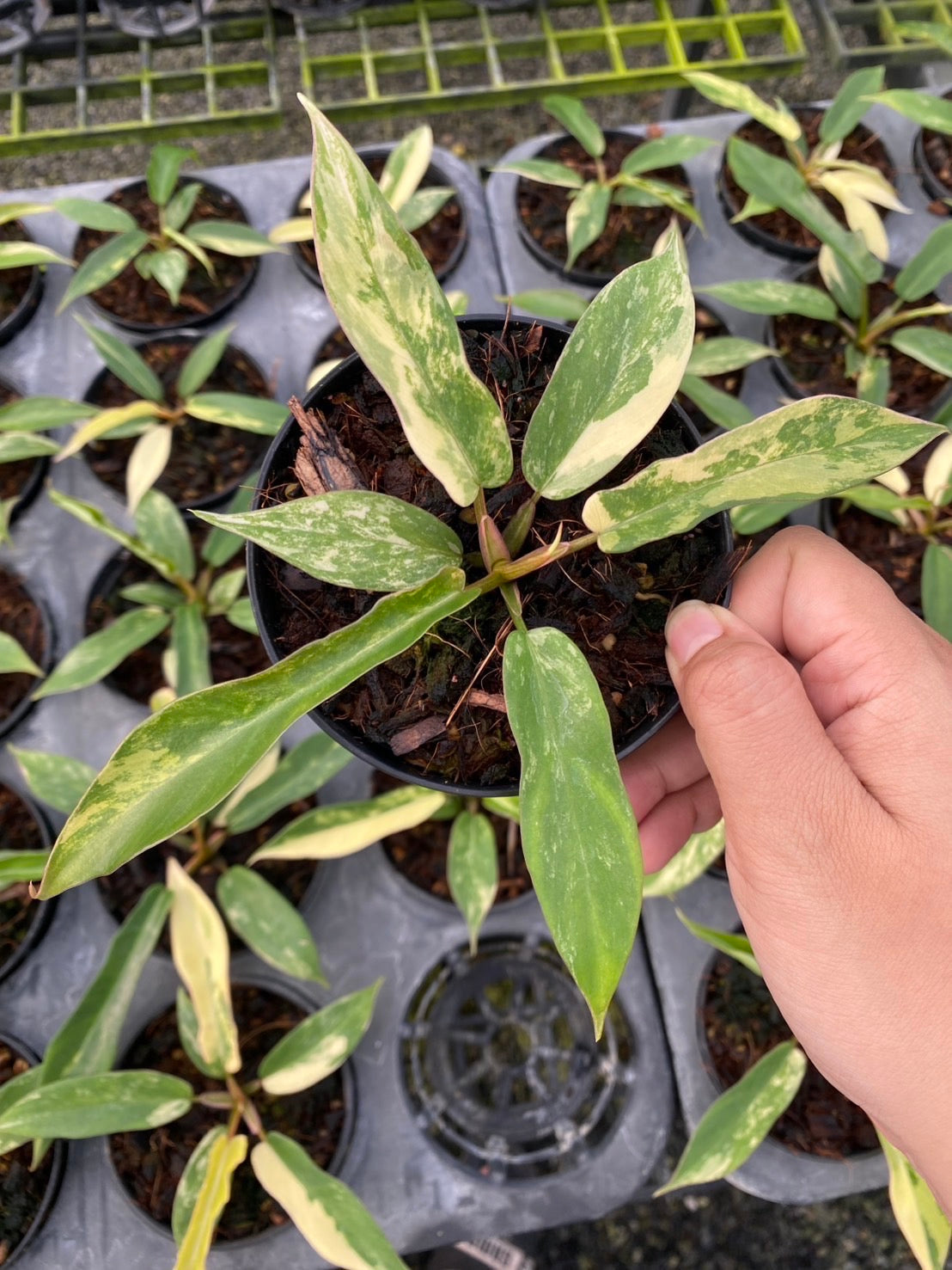 Philodendron Florida Beauty x Tortum