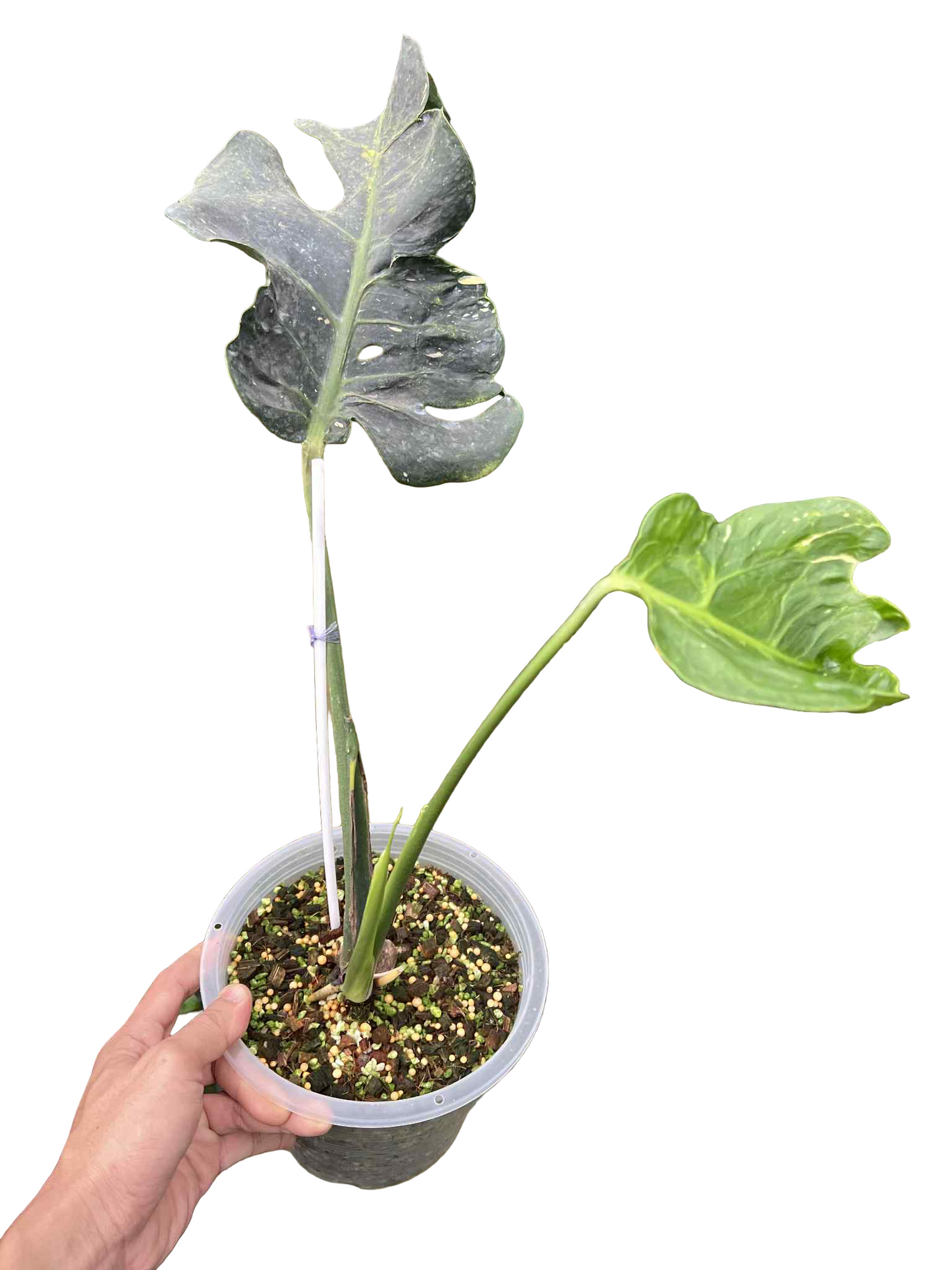 Monstera Deliciosa “Ancient Monster” — Actual Plant (Rare)