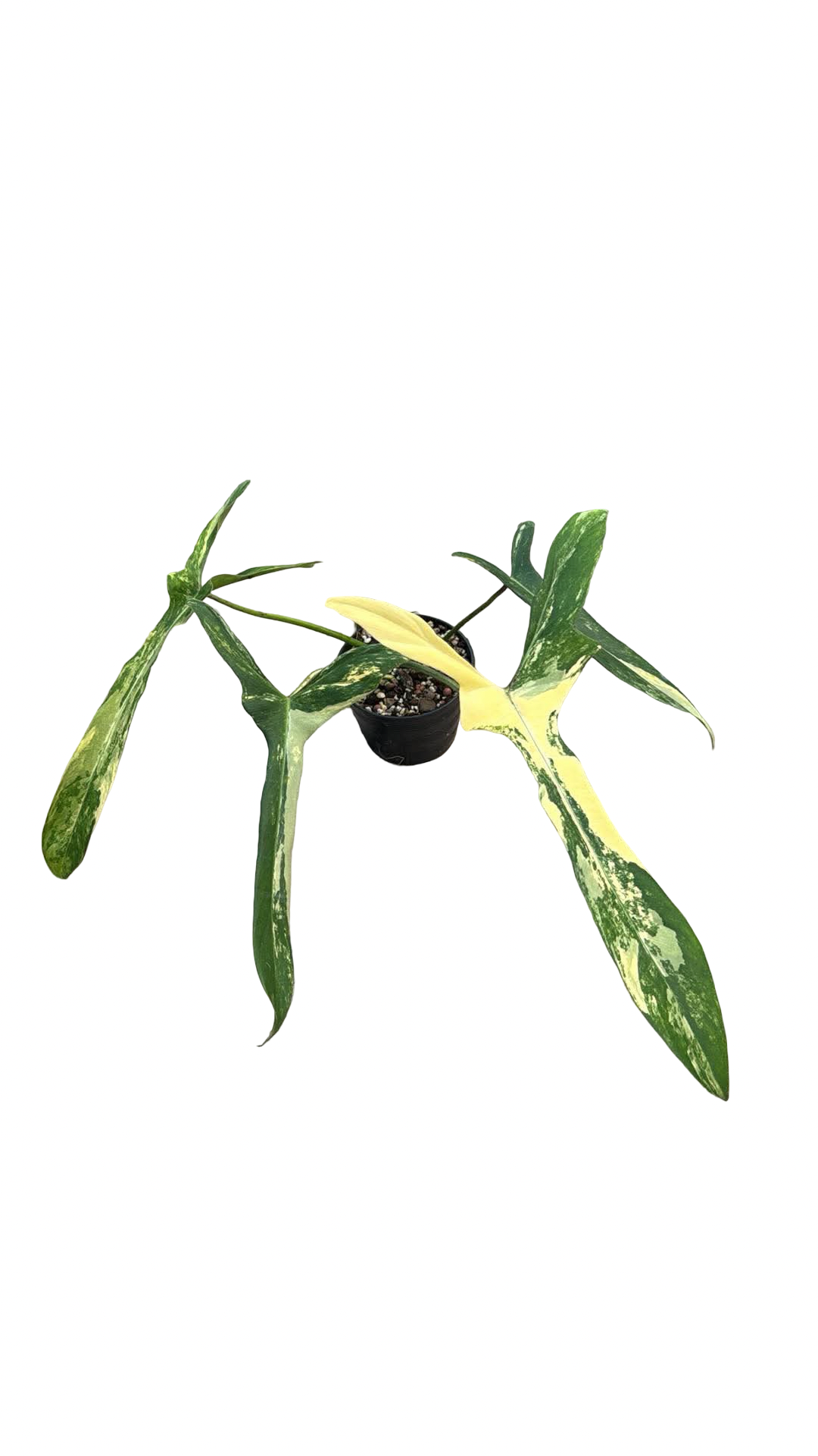 Philodendron Longilobatum ‘Lelano Miyano’ Variegated
