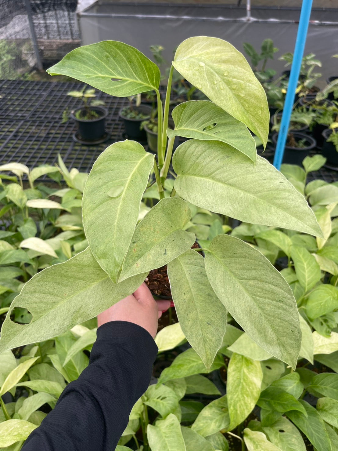 Monstera Laniata Mint Variegated