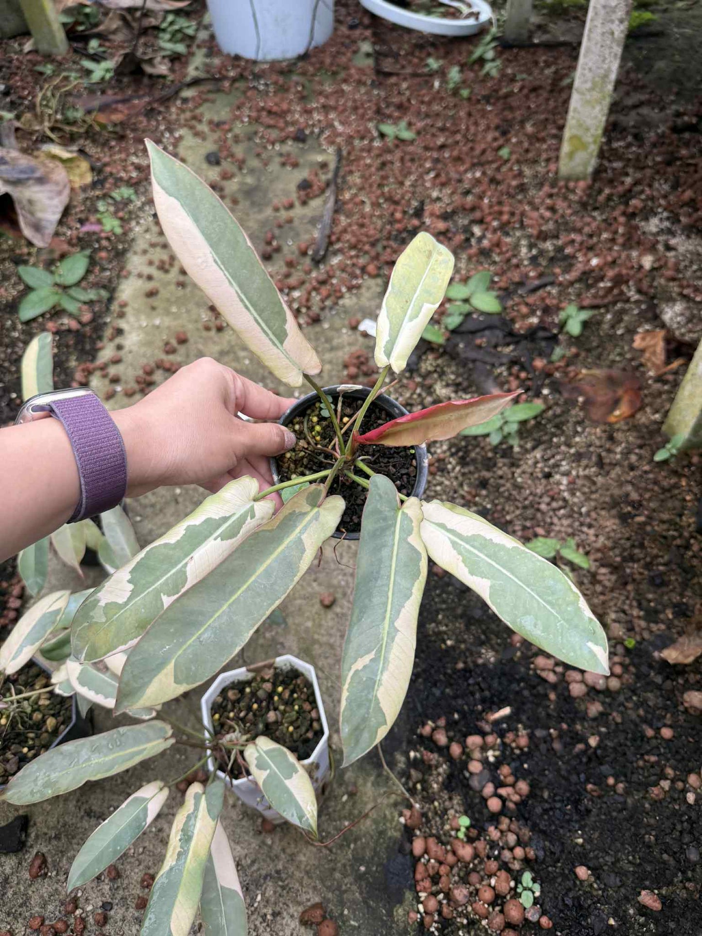 Philodendron Atabapoense Variegated Set of 5 Plants