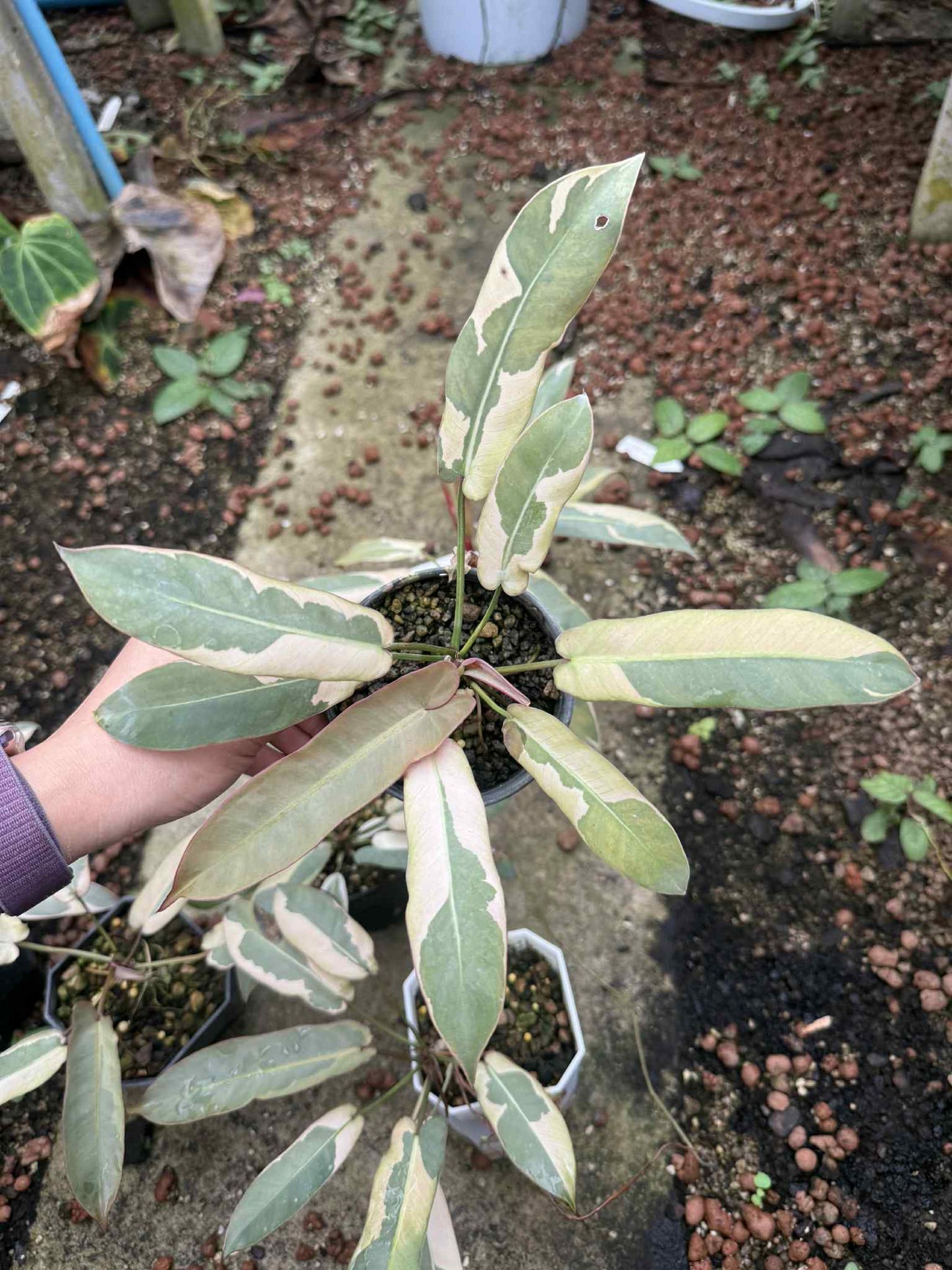 Philodendron Atabapoense Variegated Set of 5 Plants