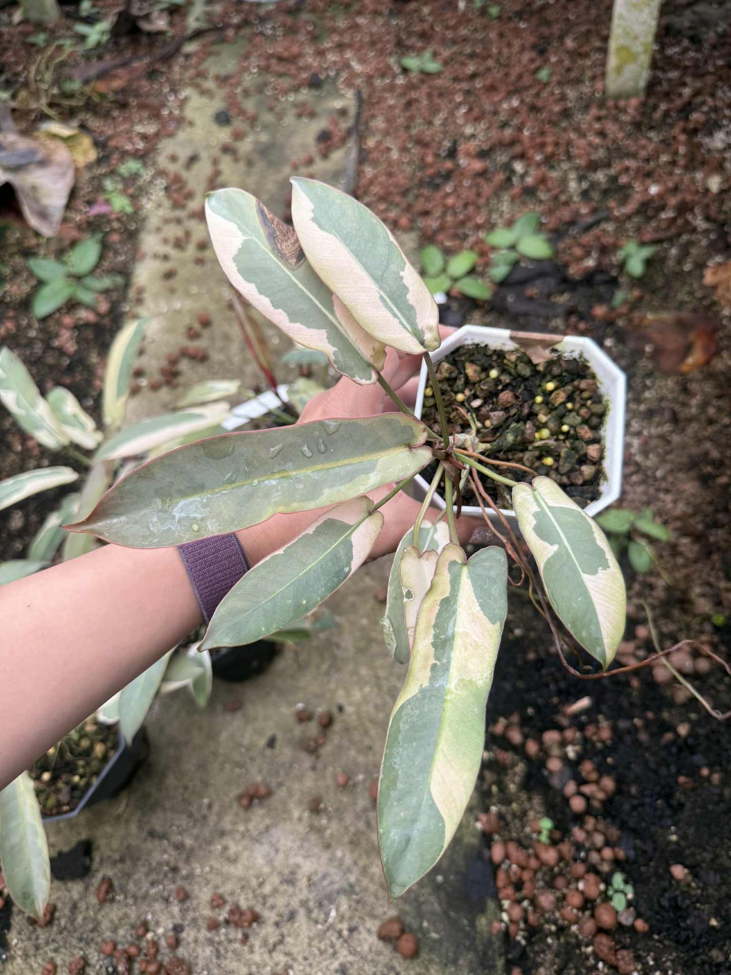 Philodendron Atabapoense Variegated Set of 5 Plants