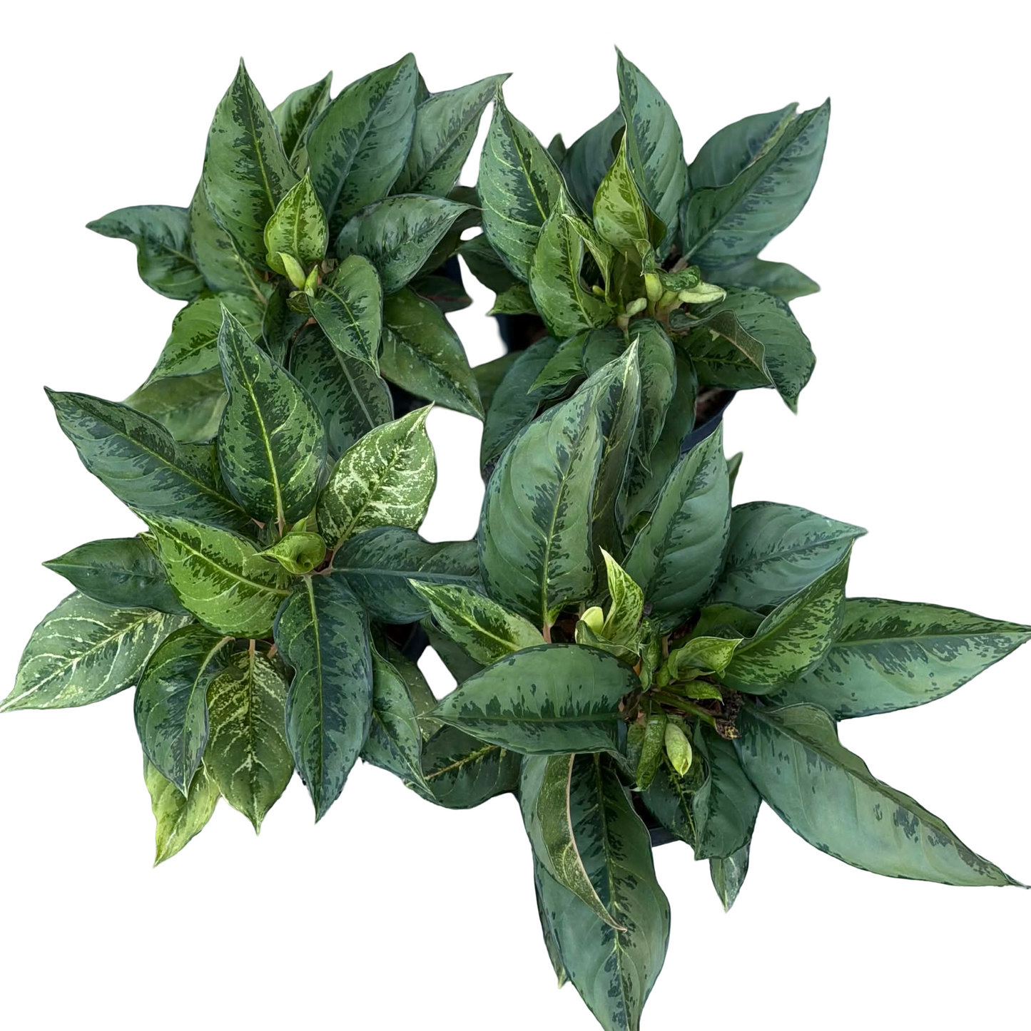 Aglaonema Black Lucky – Wholesale Lot of 10 Plants