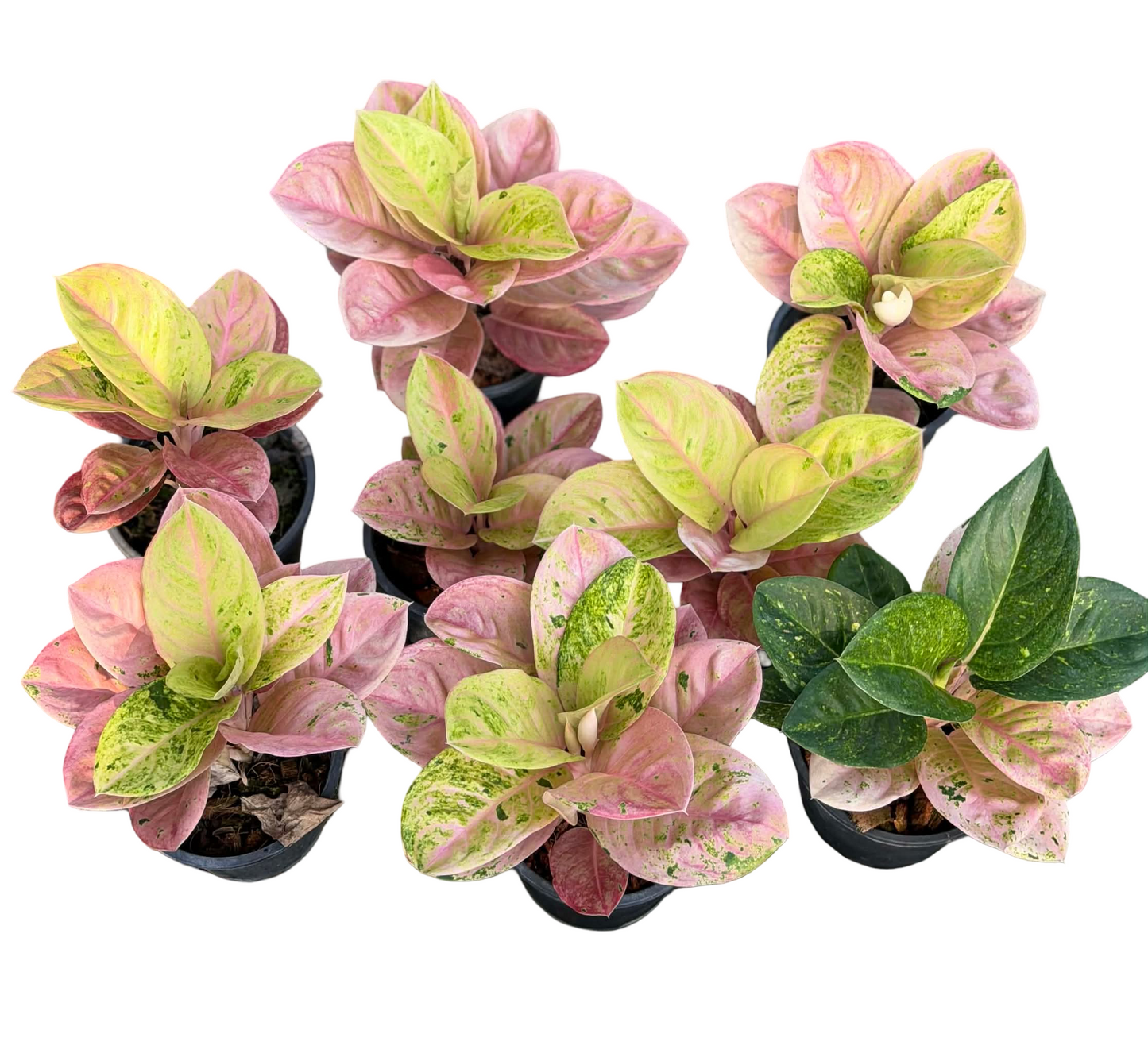 Aglaonema Pink Emerald Mutant – Wholesale Set of 10 Plants