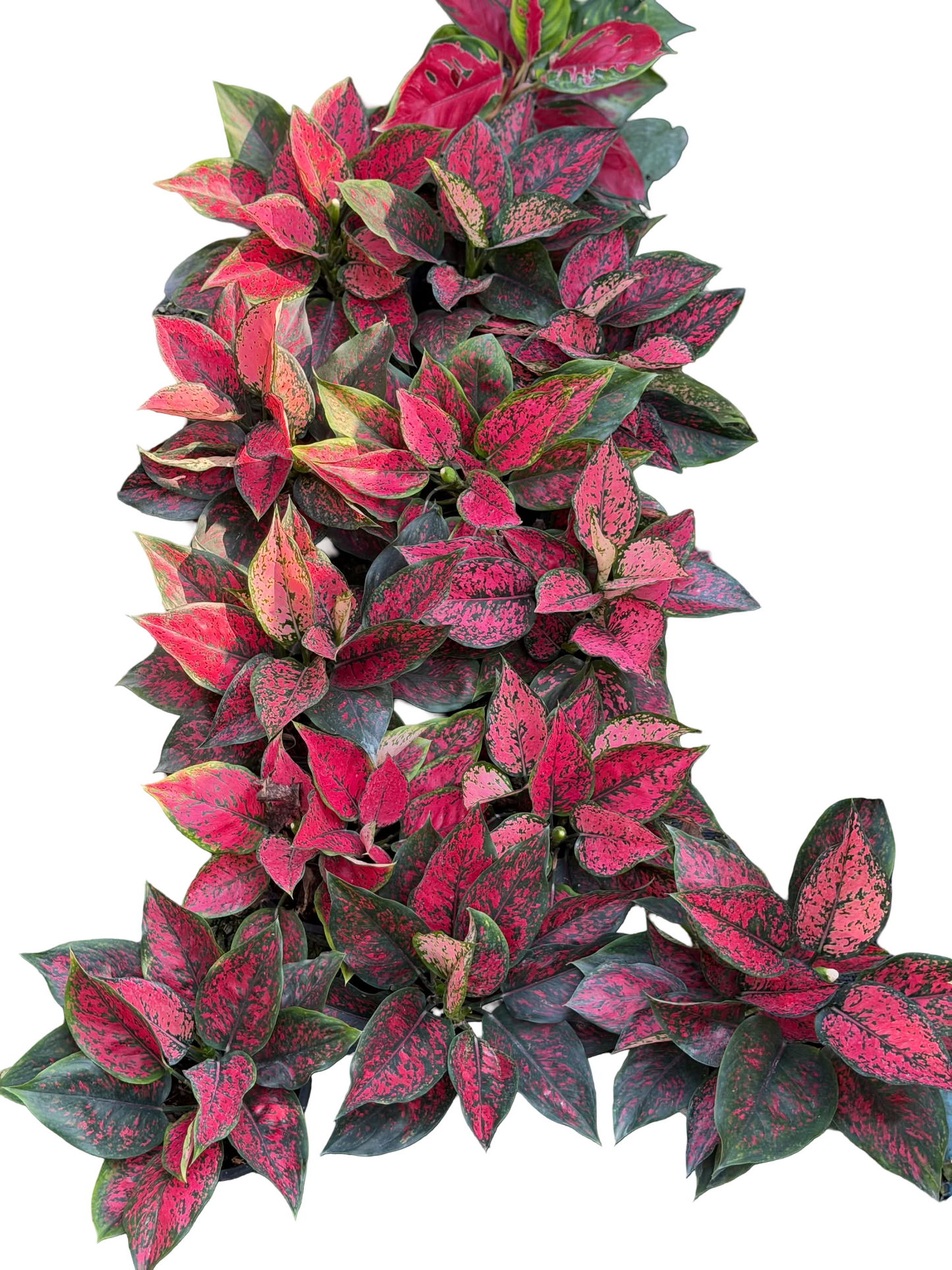 Aglaonema ‘Kumkoon’ Mutation – 2 Plants per Pot (Set of 10 Pots)