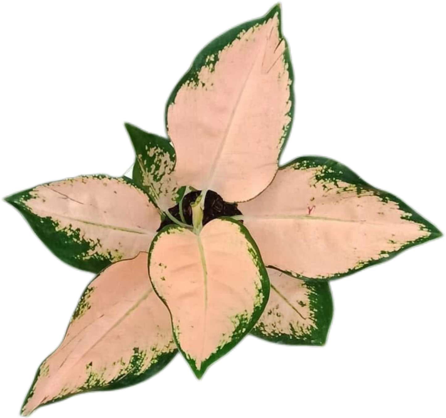 Aglaonema Kochin Sutra