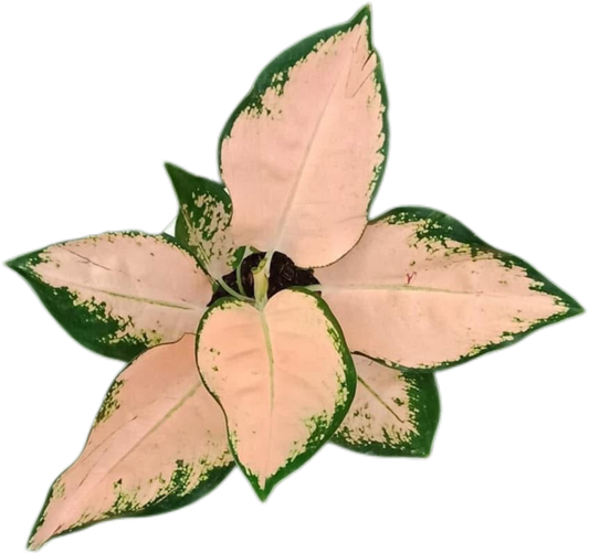 Aglaonema Kochin Sutra