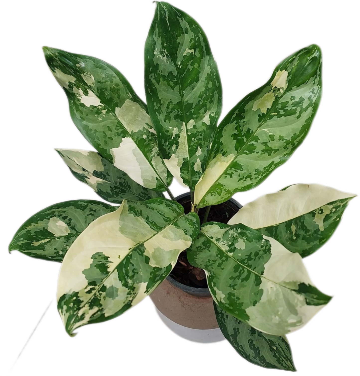 Aglaonema Manila Pride