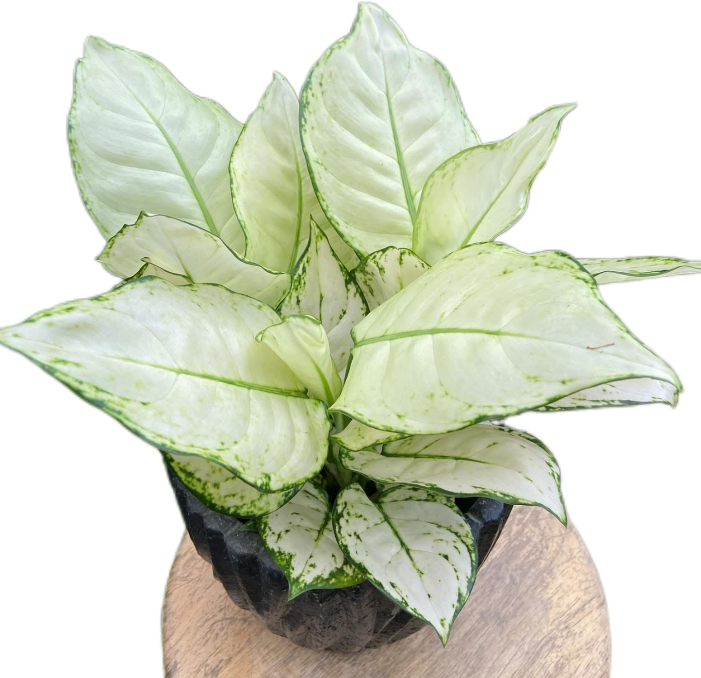 Aglaonema Super White