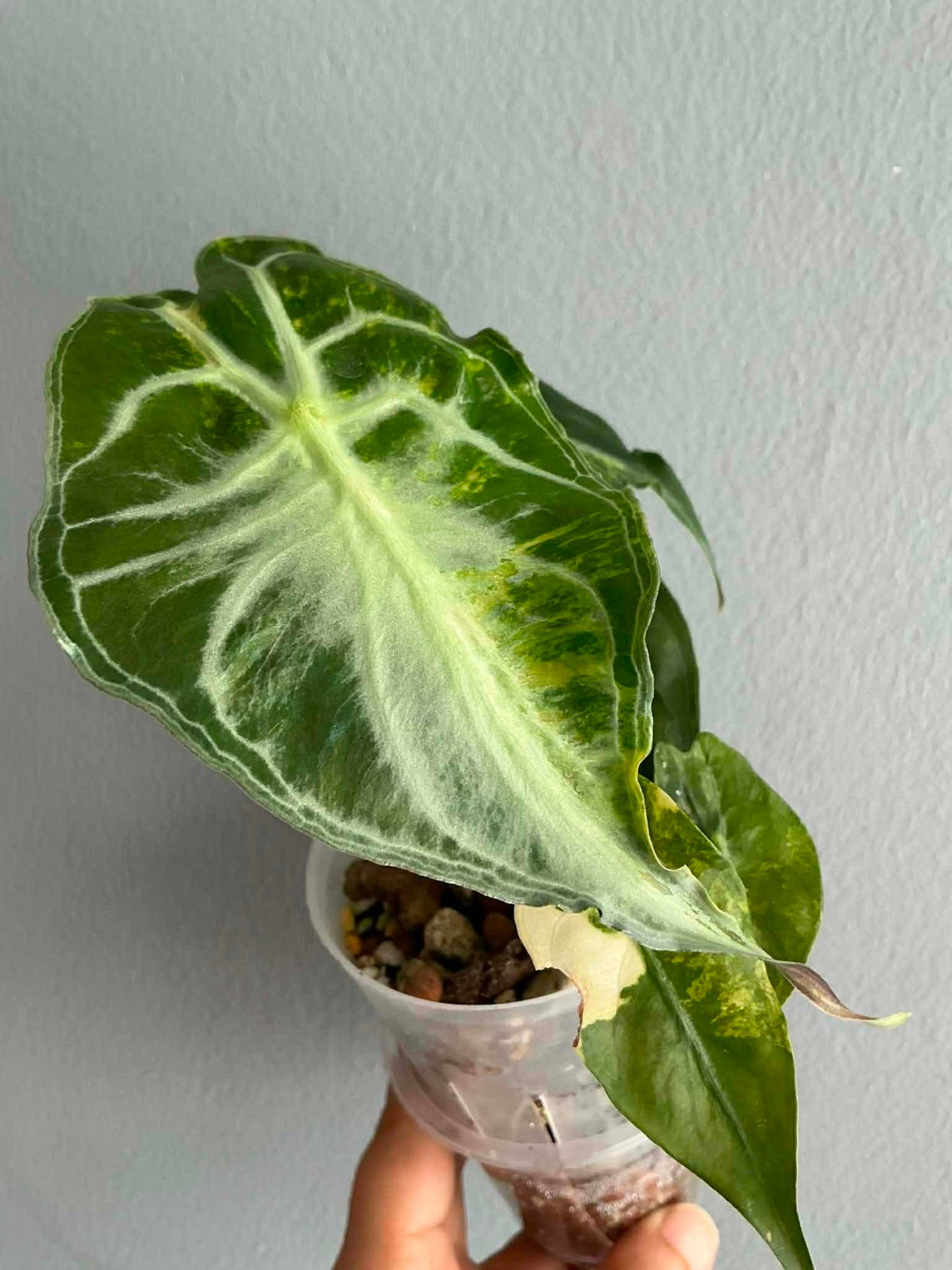 Alocasia ‘Venom’ Aurea Variegated