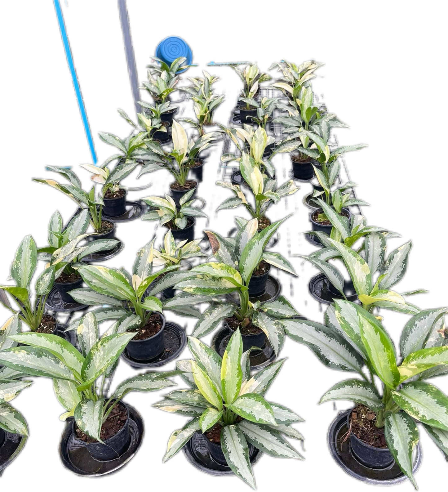 Aglaonema Suvarnabhumi Variegated