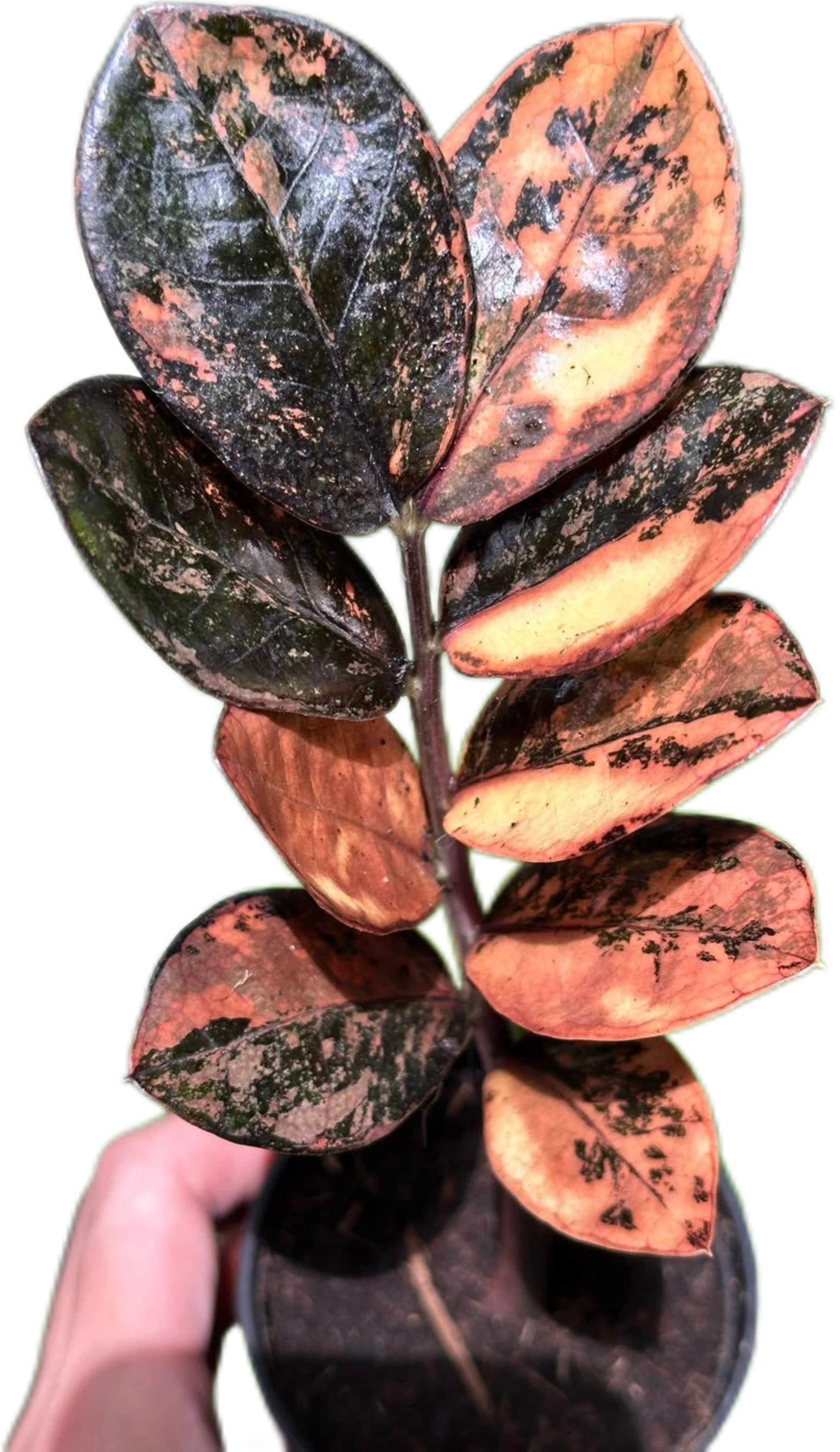 その他観葉植物 zamioculcas zamiifolia raven black pink ZZ Raven Black Pink Orange Variegated from Thailand
