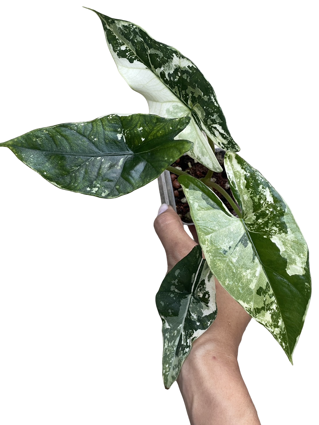 Buy Alocasia Simpo Variegated | Thailand Export – FloristaPearl Garden