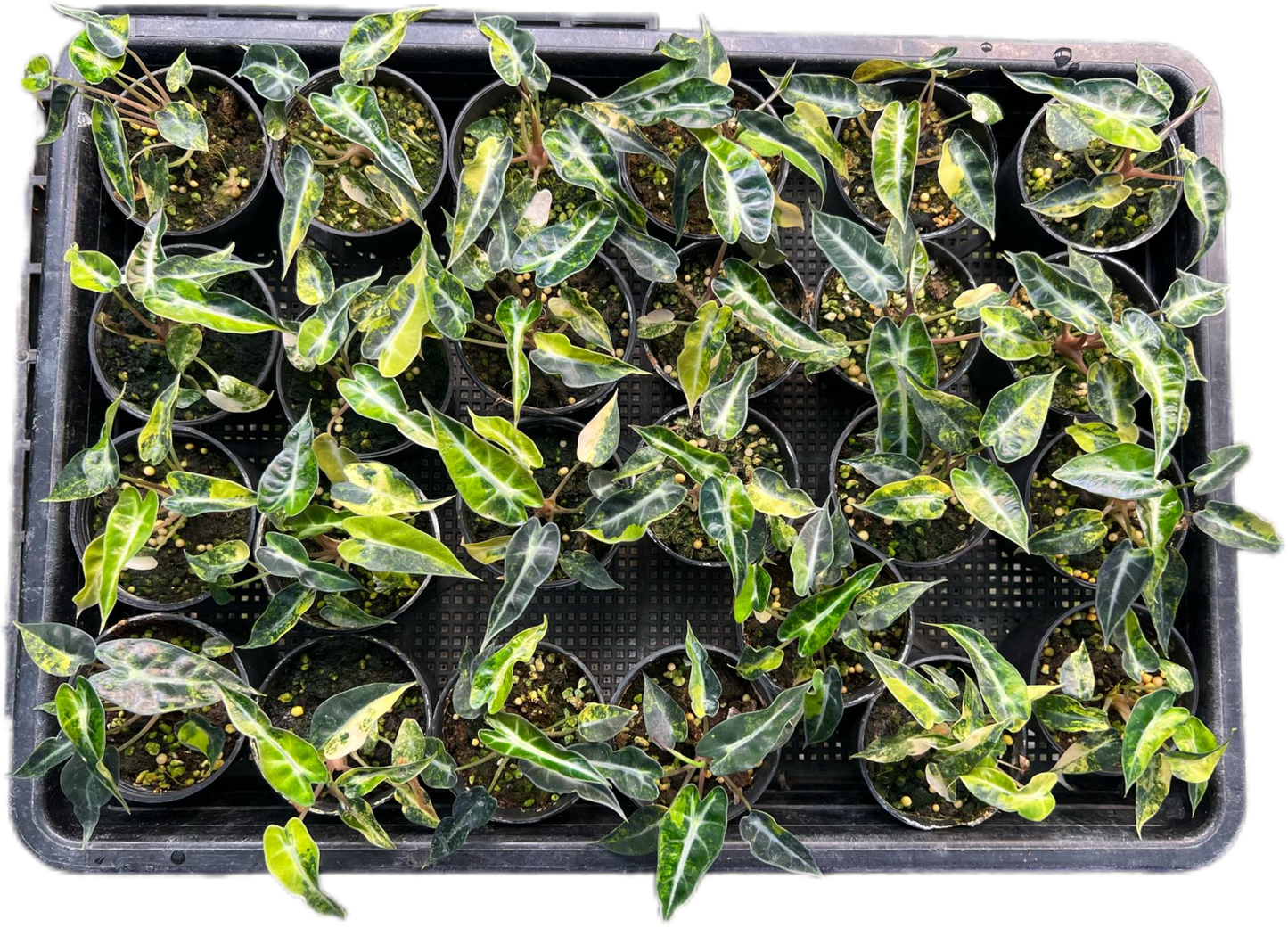 Alocasia Bambino Aurea Variegated Set of 10 plants