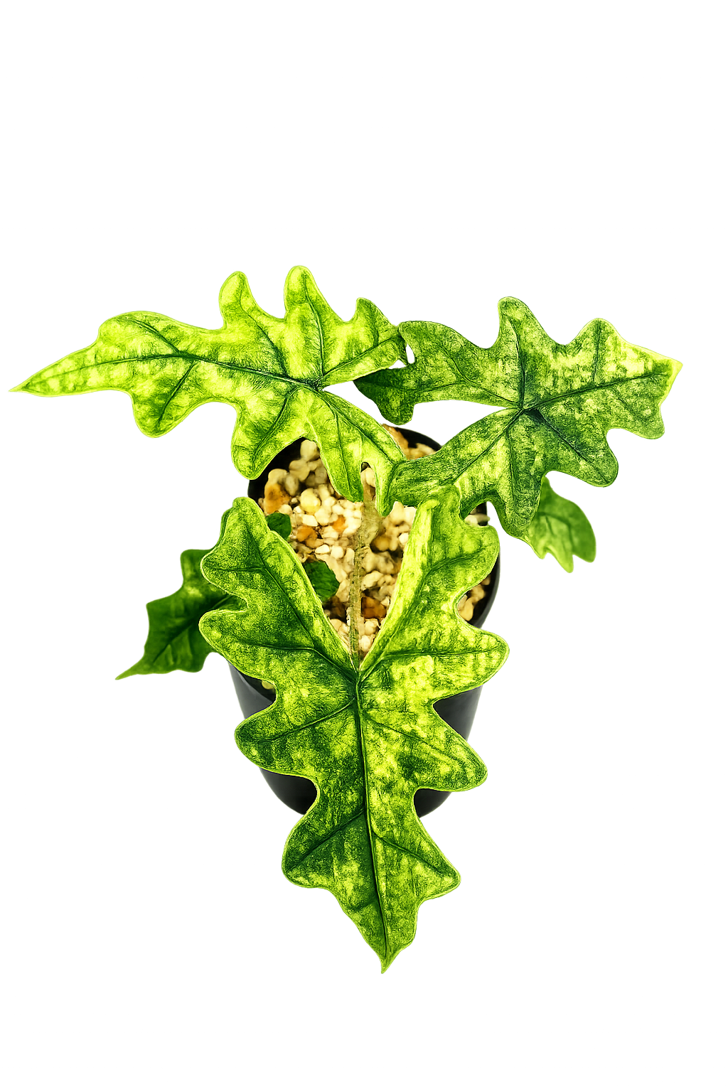 Buy Alocasia Jacklyn 'Aurea Variegata