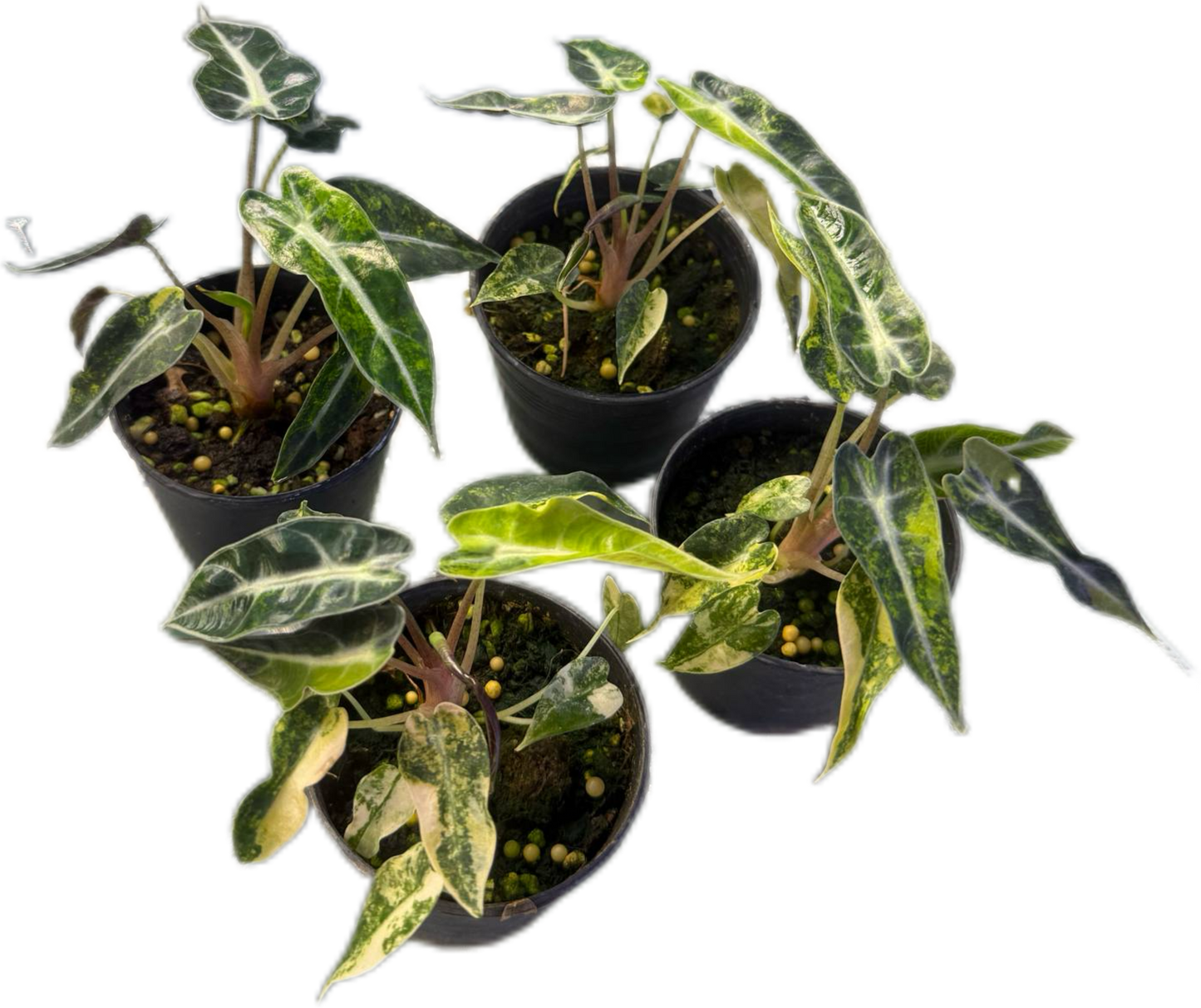 Alocasia Bambino Aurea Variegated Set of 10 plants