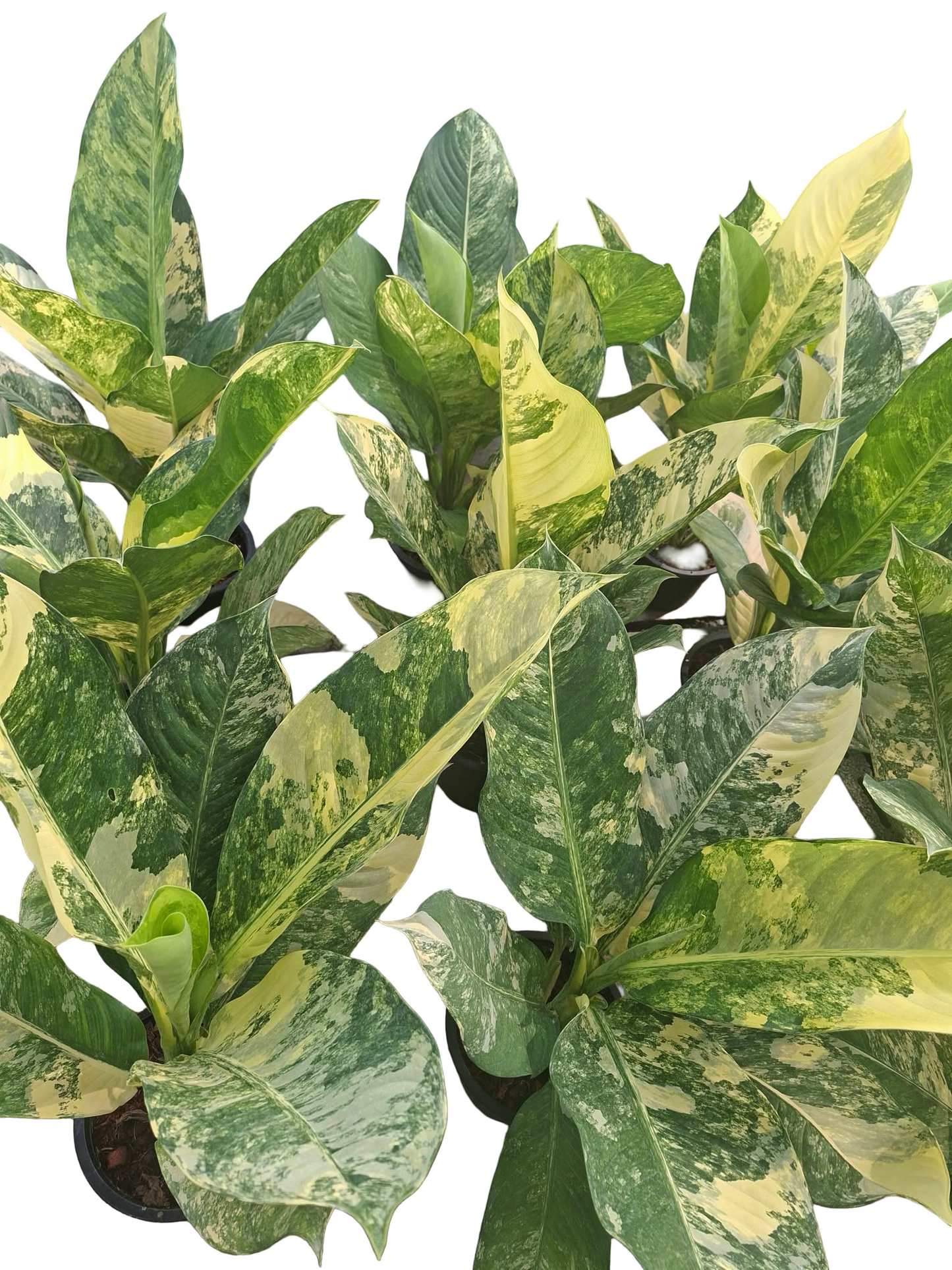 Dieffenbachia Sp. Variegated – Wholesale Set of 10 Live Plants