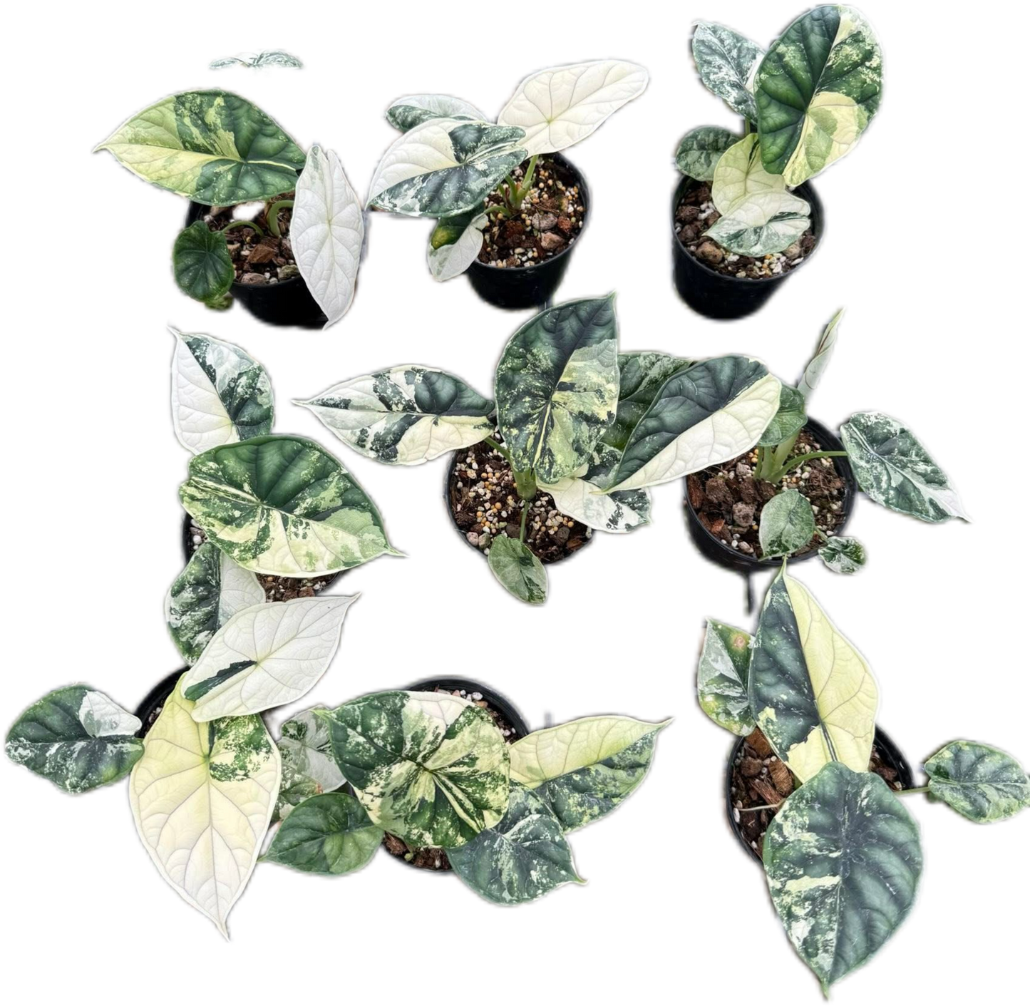 Alocasia Dragon Scale Albo Variegated
