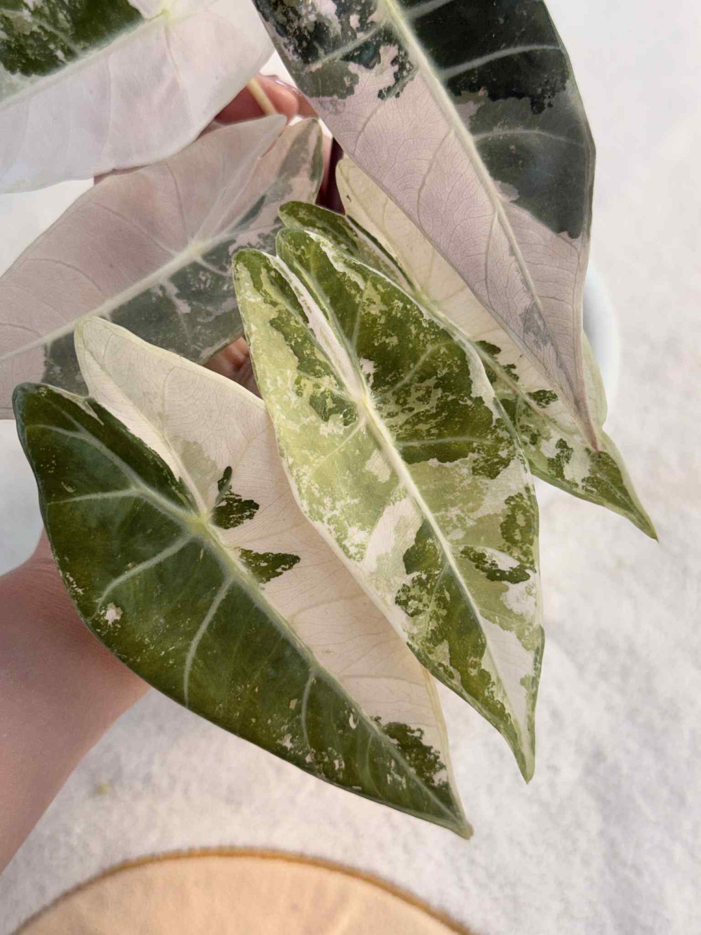 Alocasia Black Satun Pink Variegated Rare Plant – Exact Plant for Sale
