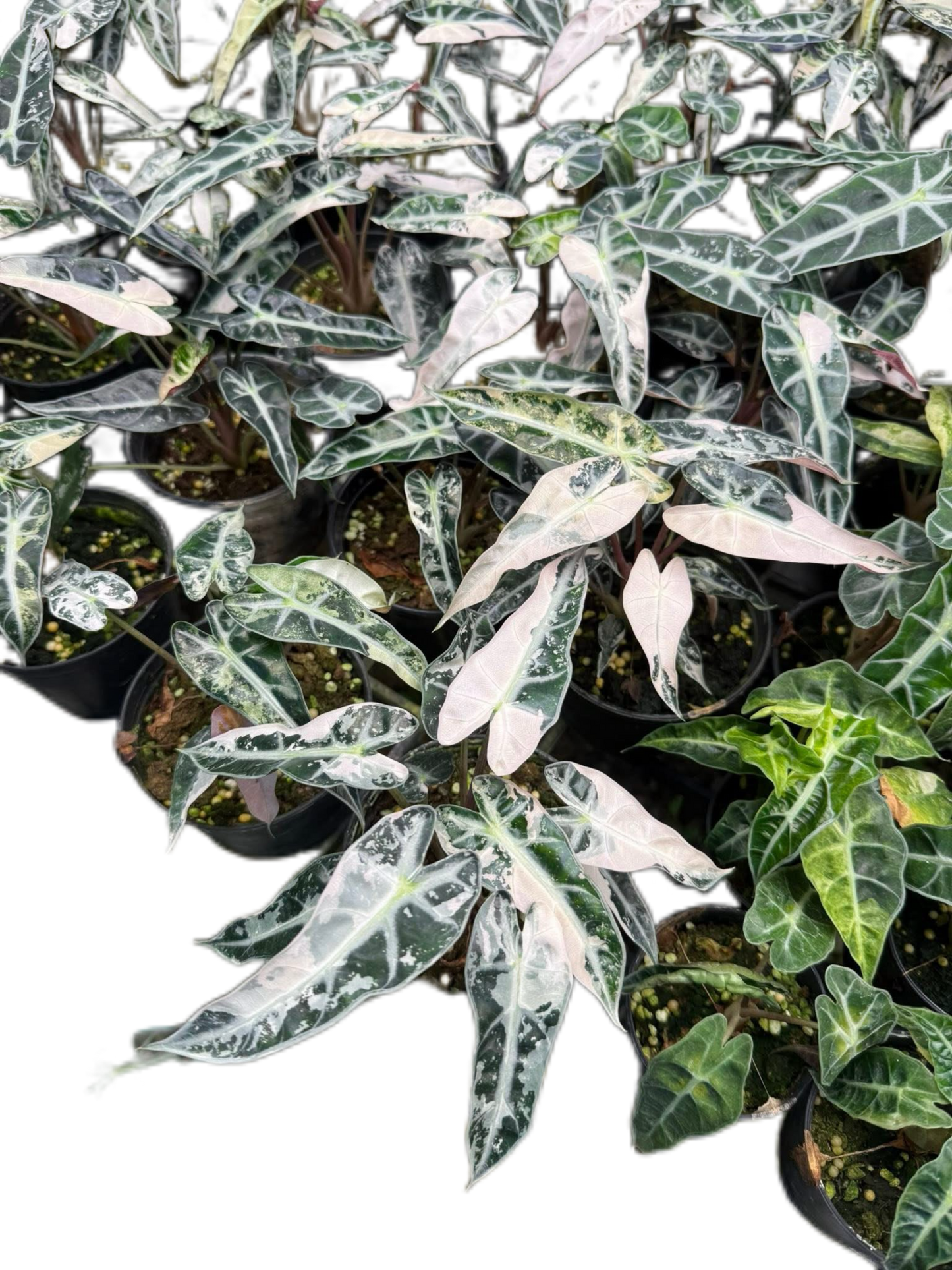 Alocasia Bambino Pink Variegated Set of 10 plants