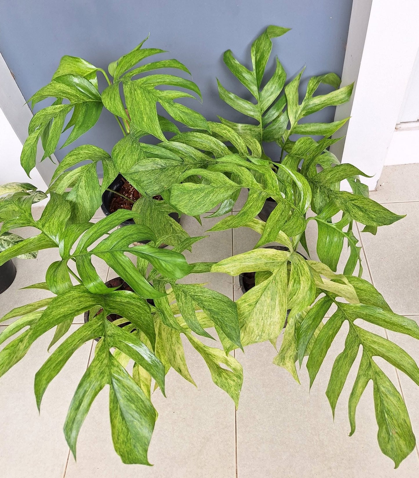 Epipremnum Pinnatum Mint Variegated
