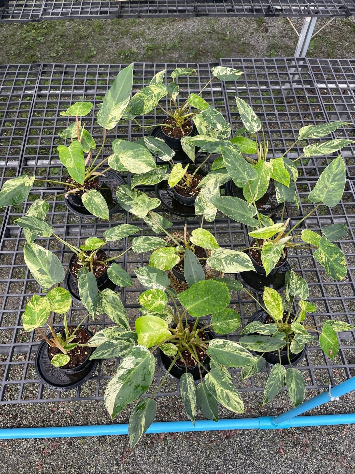 Philodendron Emerald Queen Variegated Set of 10 Plants