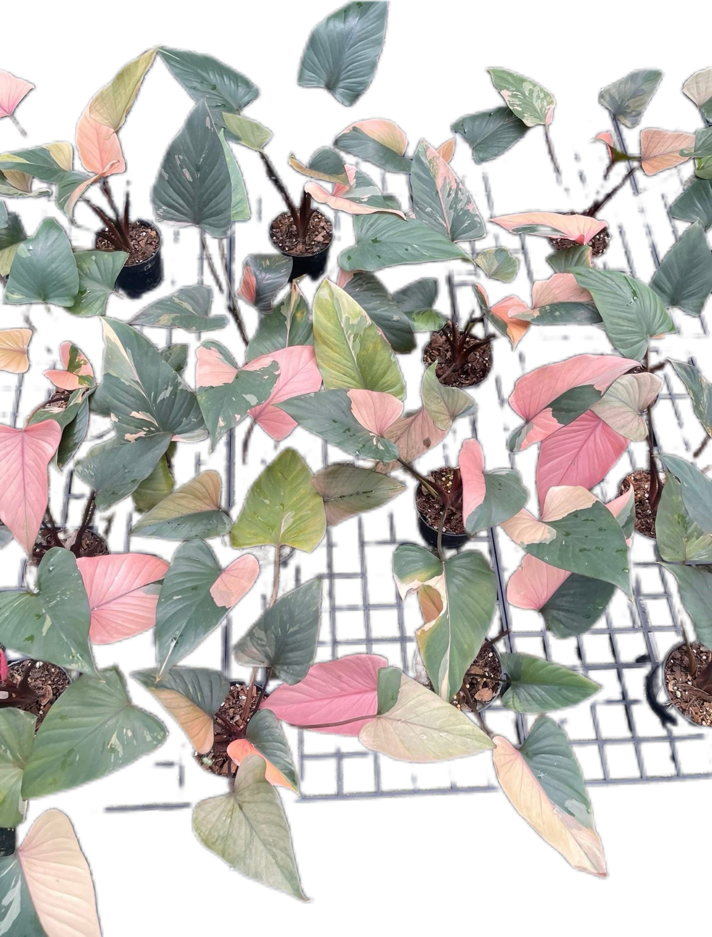 Homalomena Rubescens ‘Pink Diamond’ Variegated – Set of 10