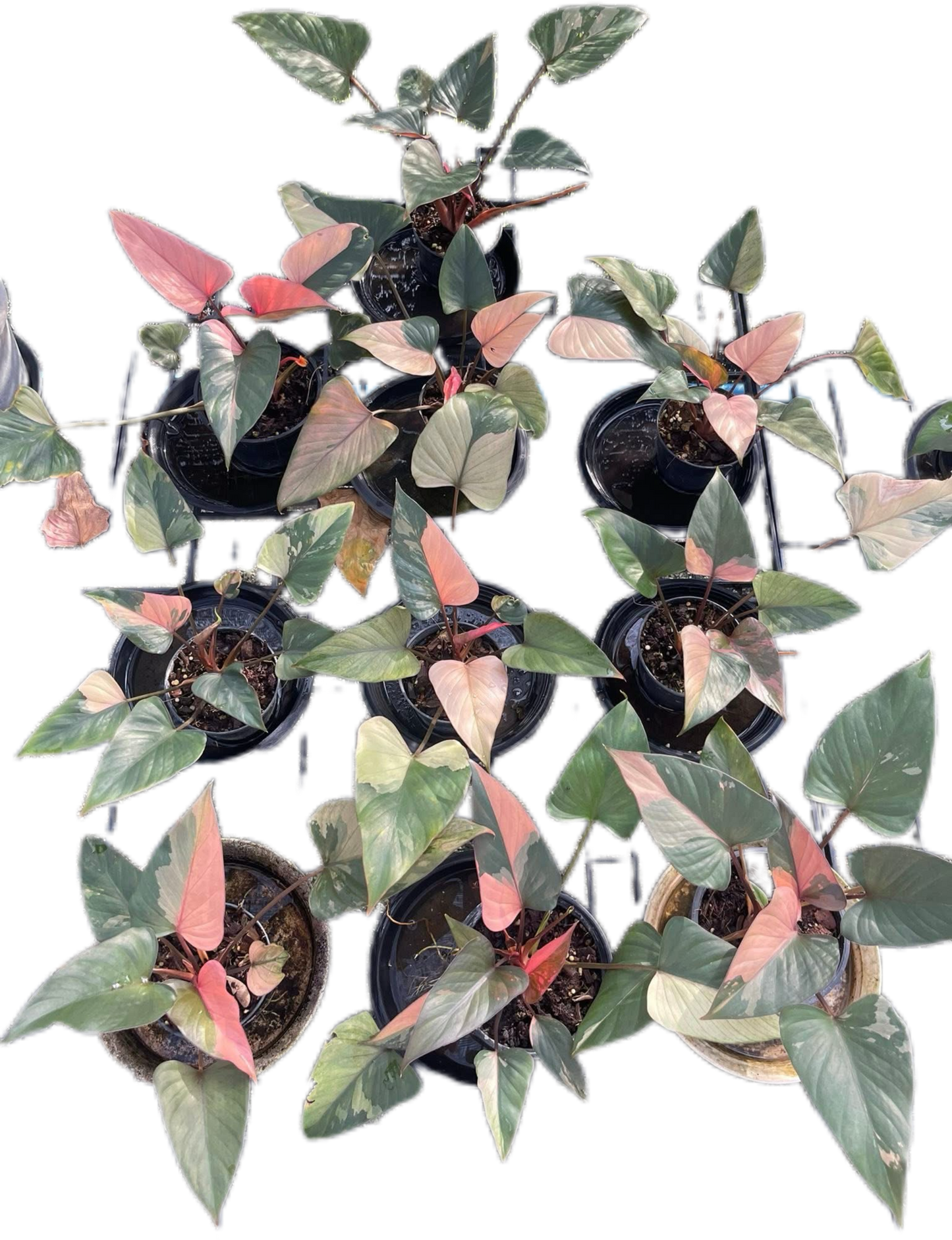 Homalomena Rubescens ‘Pink Diamond’ Variegated – Set of 10