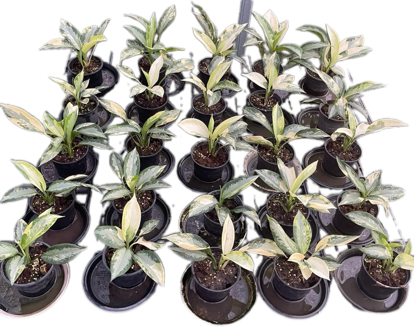 Aglaonema Suvarnabhumi Variegated (Bundle Sale 10 Plants)