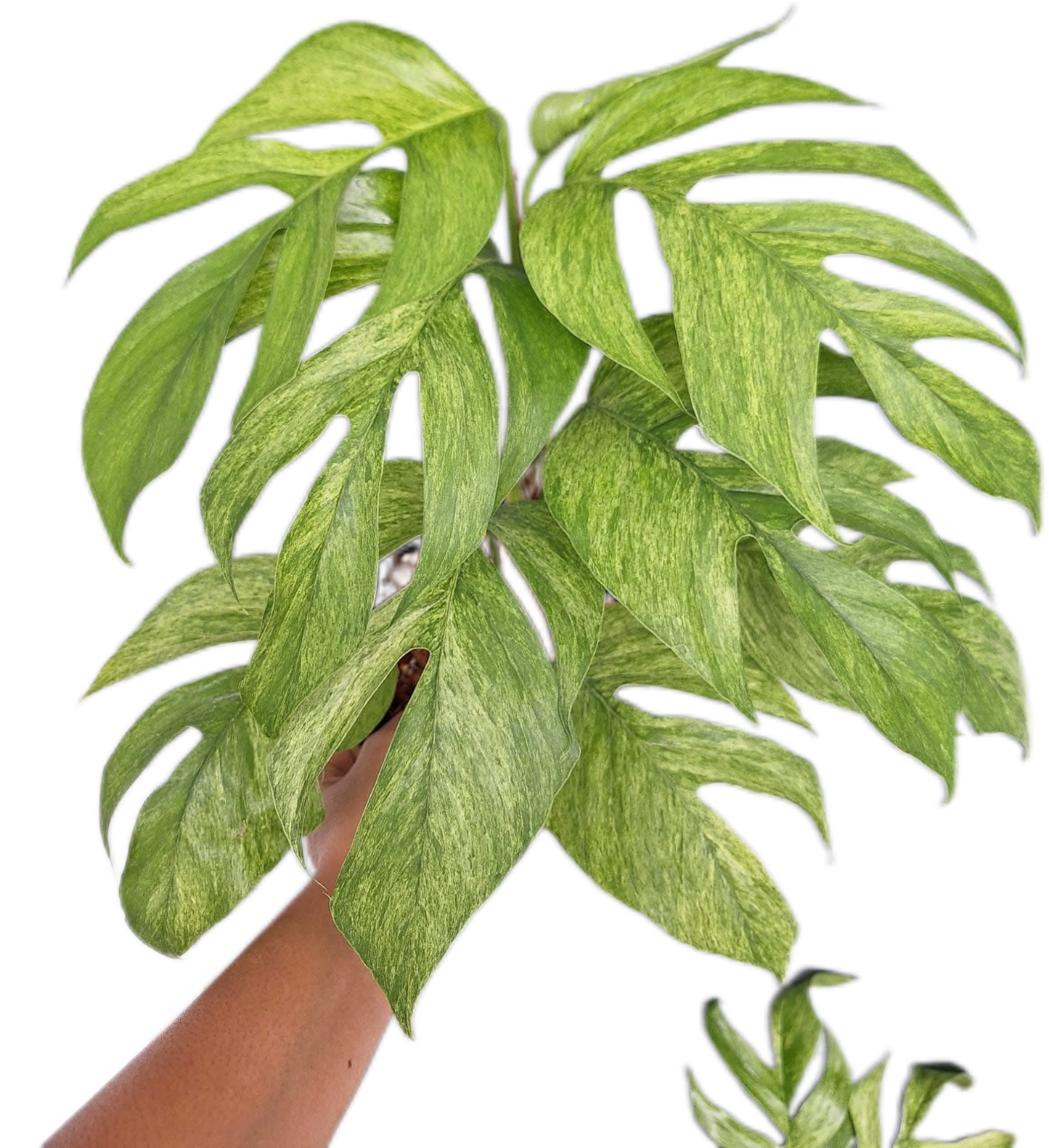 Epipremnum Pinnatum Mint Variegated