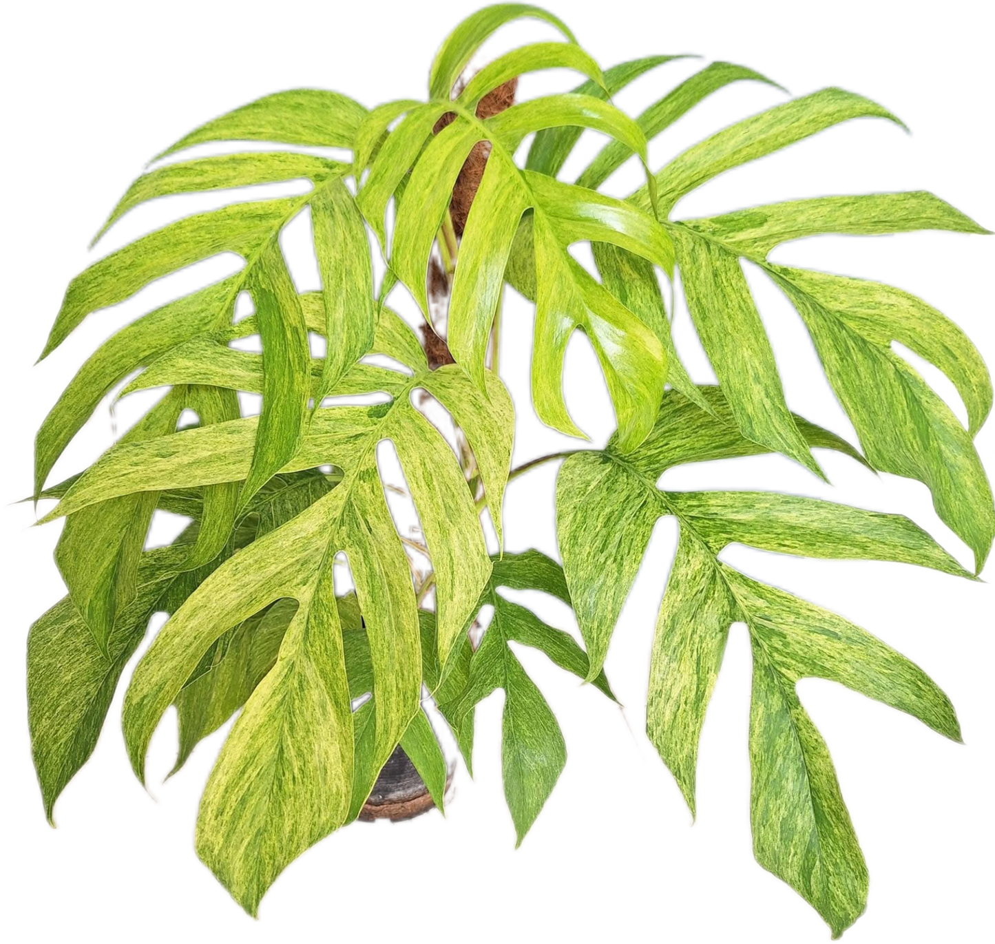 Epipremnum Pinnatum Mint Variegated
