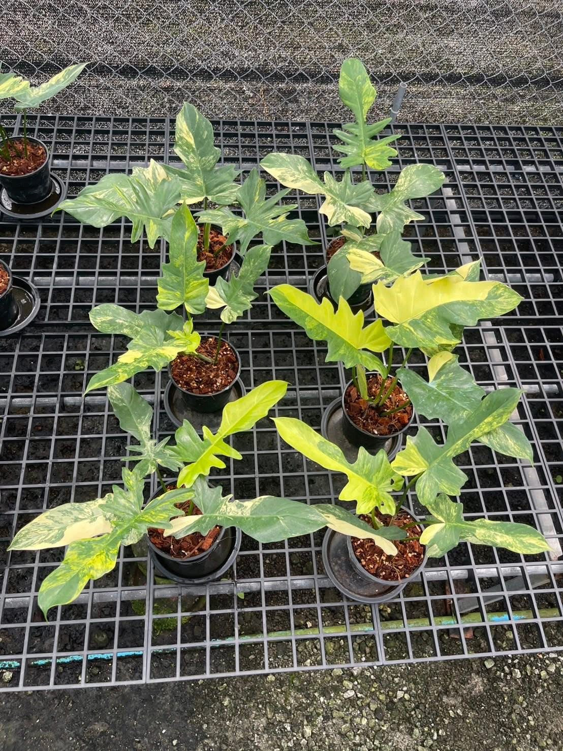 Philodendron Florida Beauty x Mayoi Variegated Set of 10 Plants Wholesale