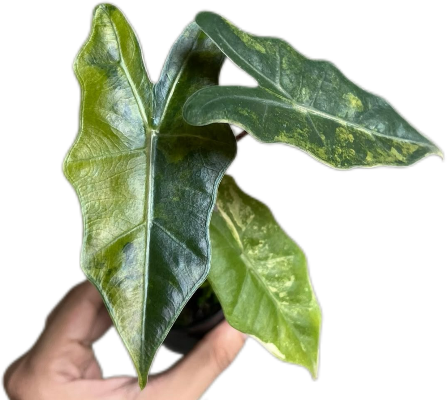 Alocasia Pseudo Sanderiana Aurea Variegated