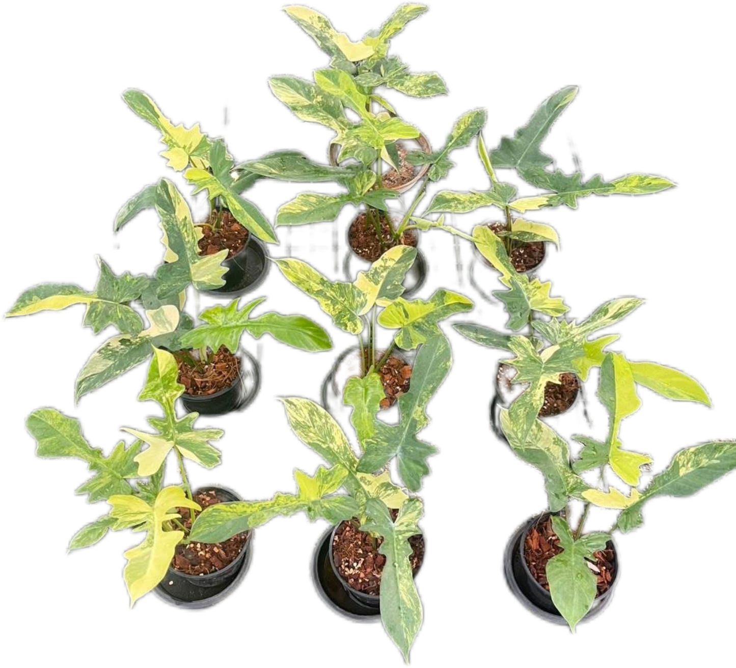 Philodendron Florida Beauty x Mayoi Variegated Set of 10 Plants