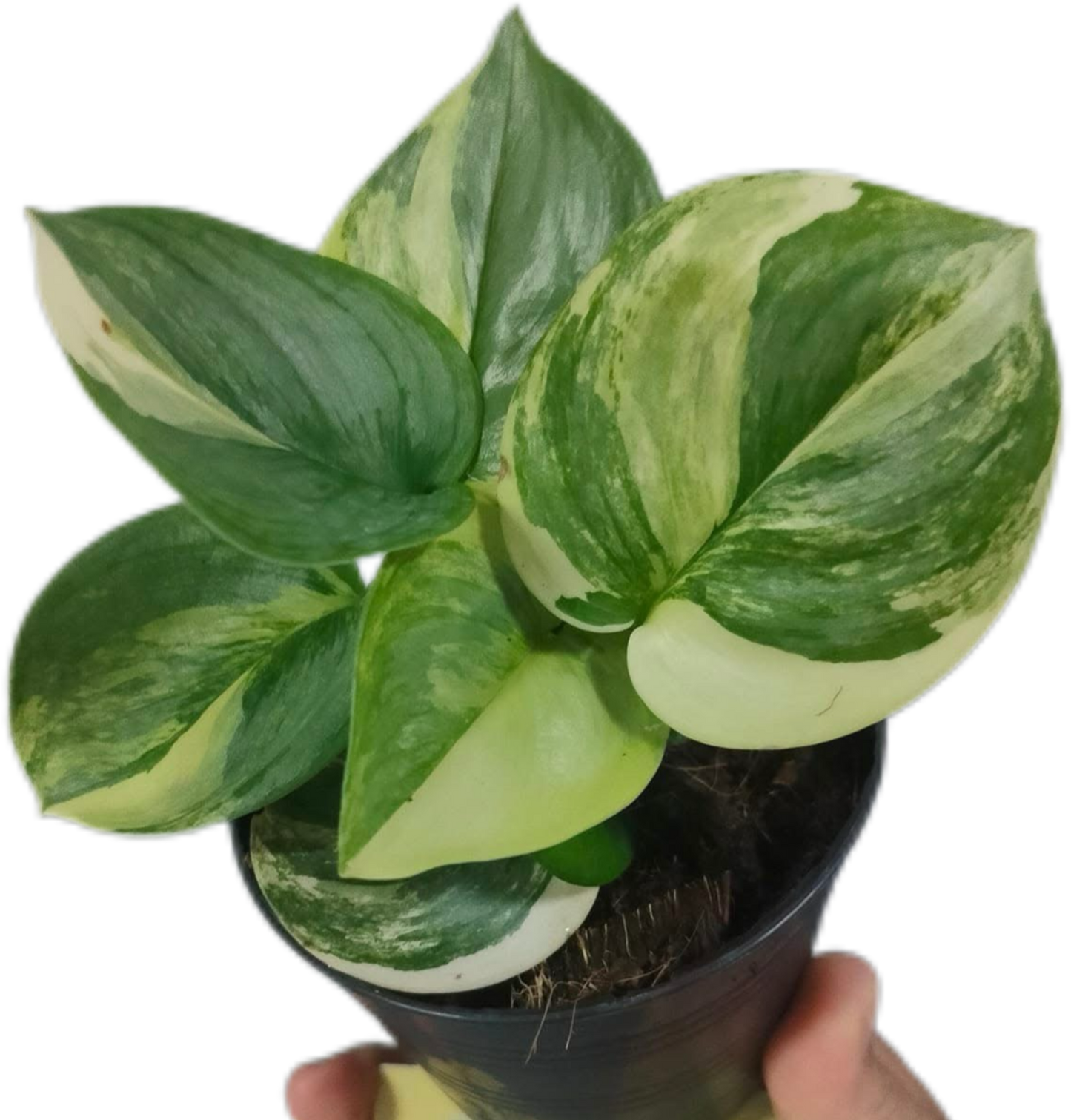 Scindapsus Rubicon Aurea Variegated