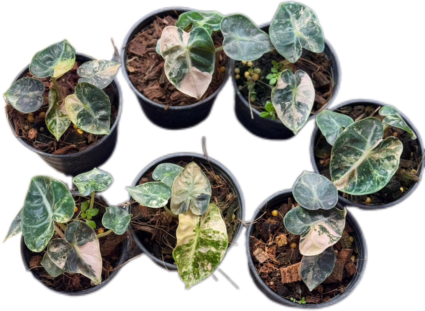 Alocasia Heart Balloon Pink Variegated (Set of 5)