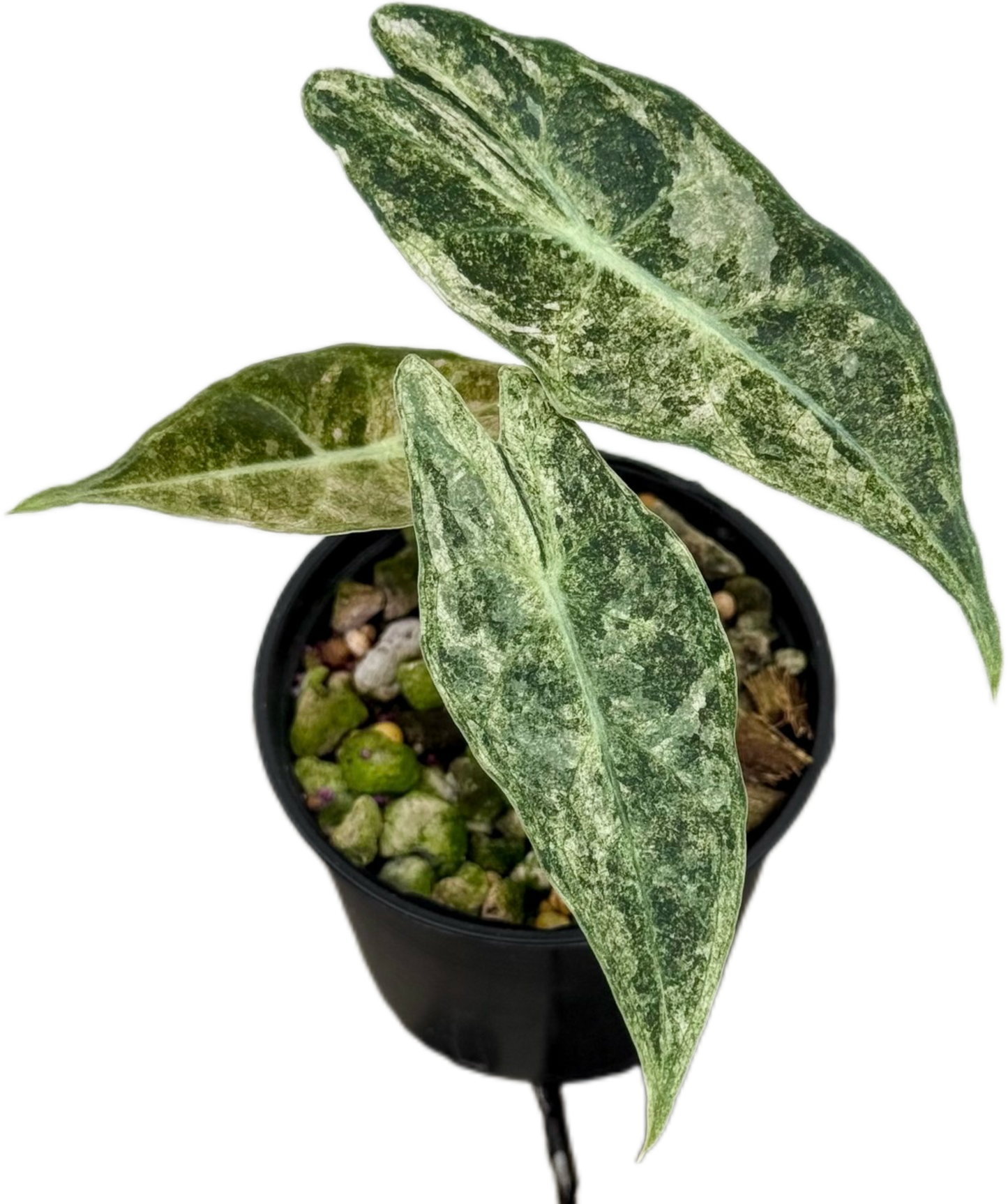 Alocasia Black Satun “Stardust” Variegated