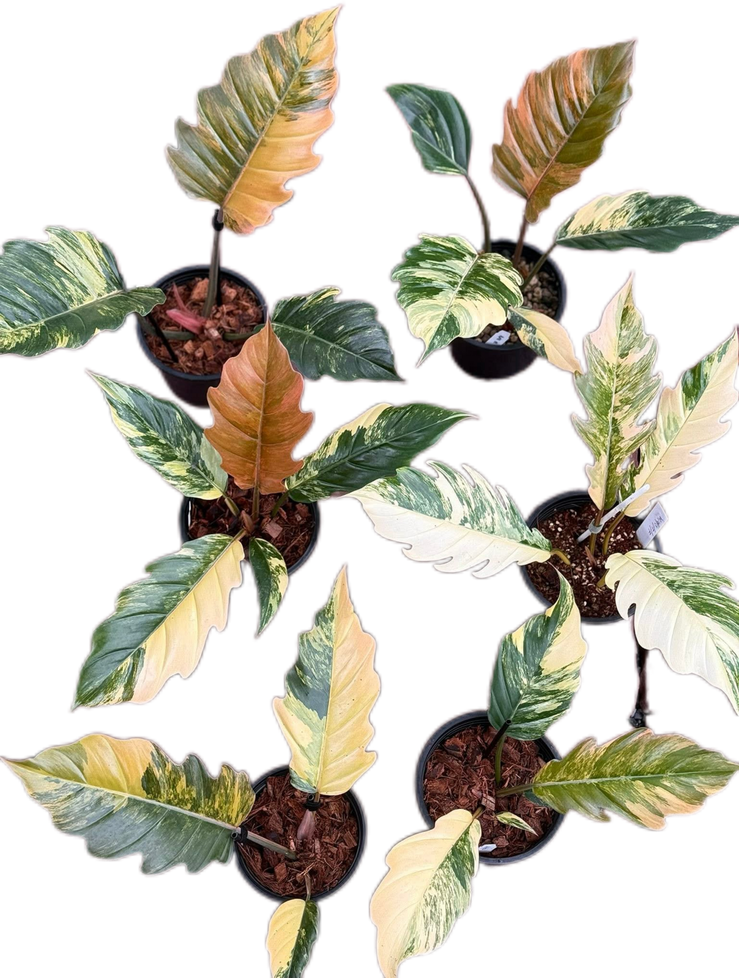 Philodendron Caramel Marble – Set of 6 Plants: