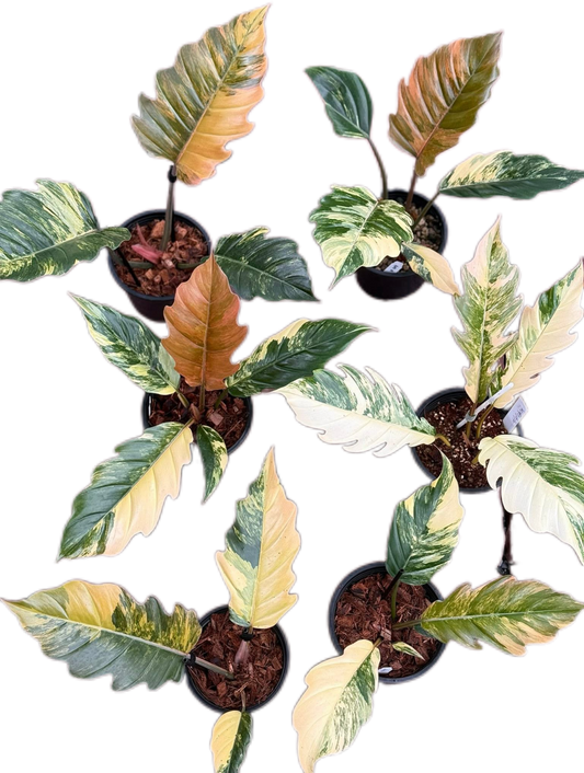Philodendron Caramel Marble – Set of 6 Plants: