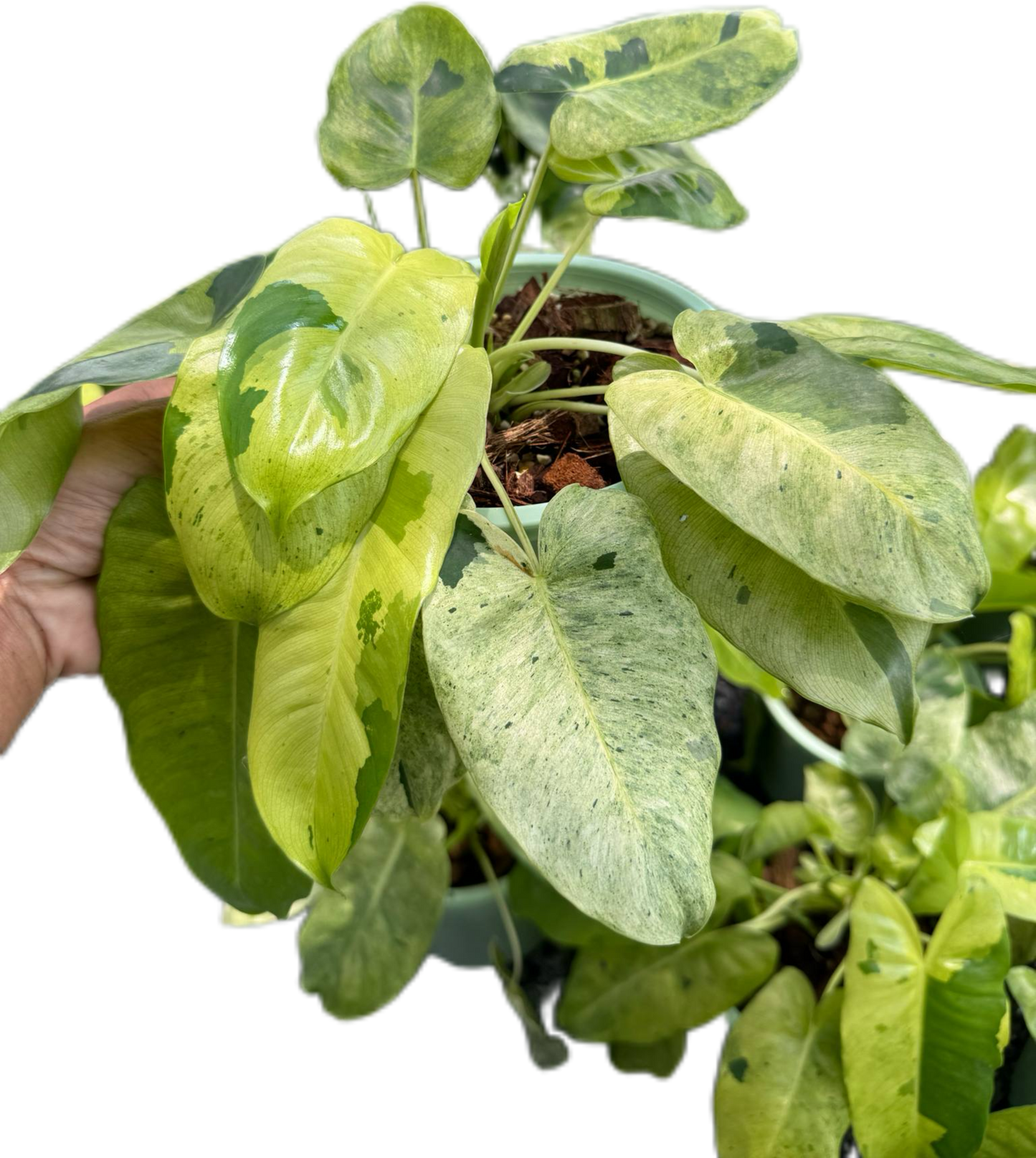 Philodendron Burle Marx Mint – Set of 10 Plants