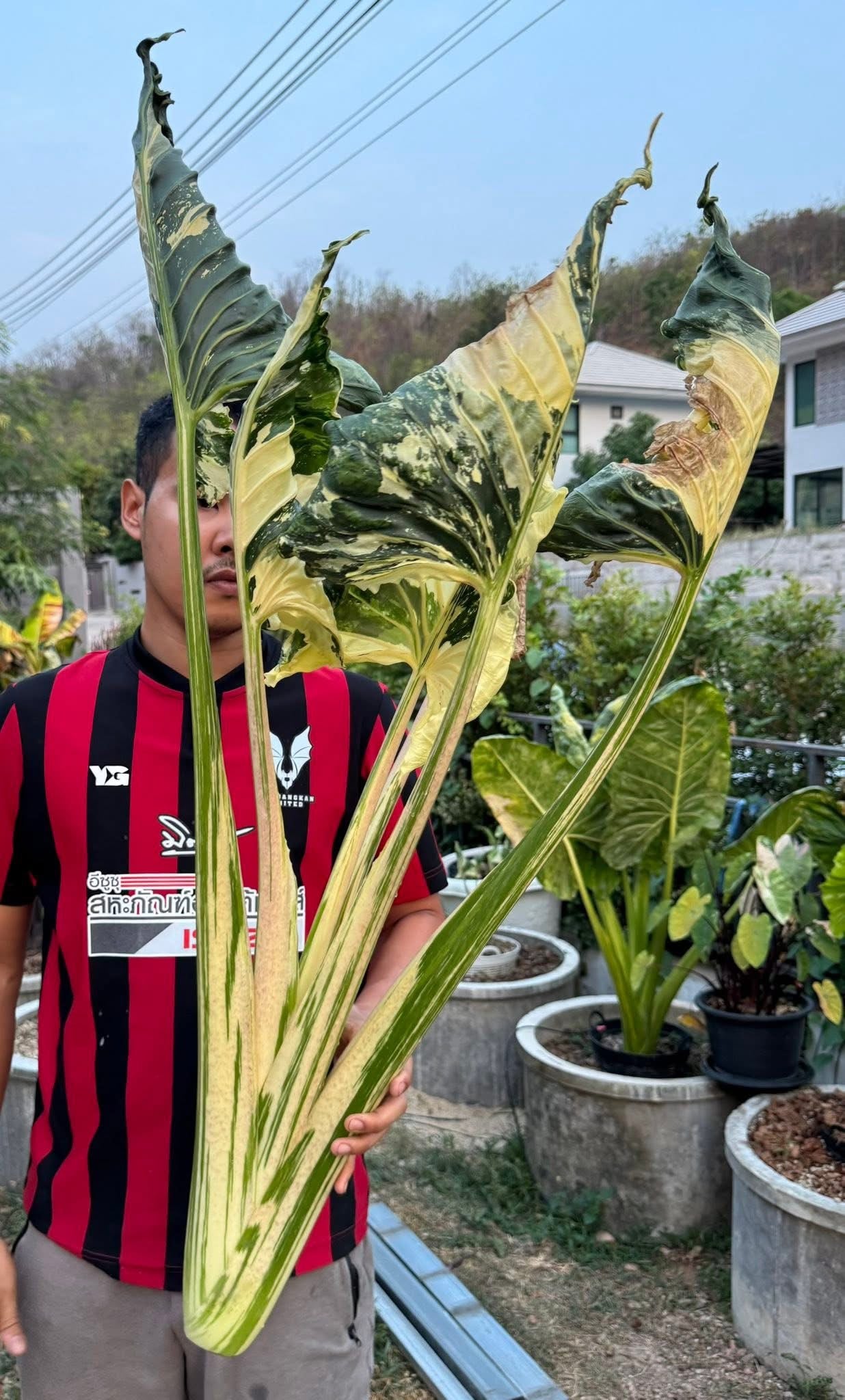 Alocasia Cucullata Crinkles Albo Variegated