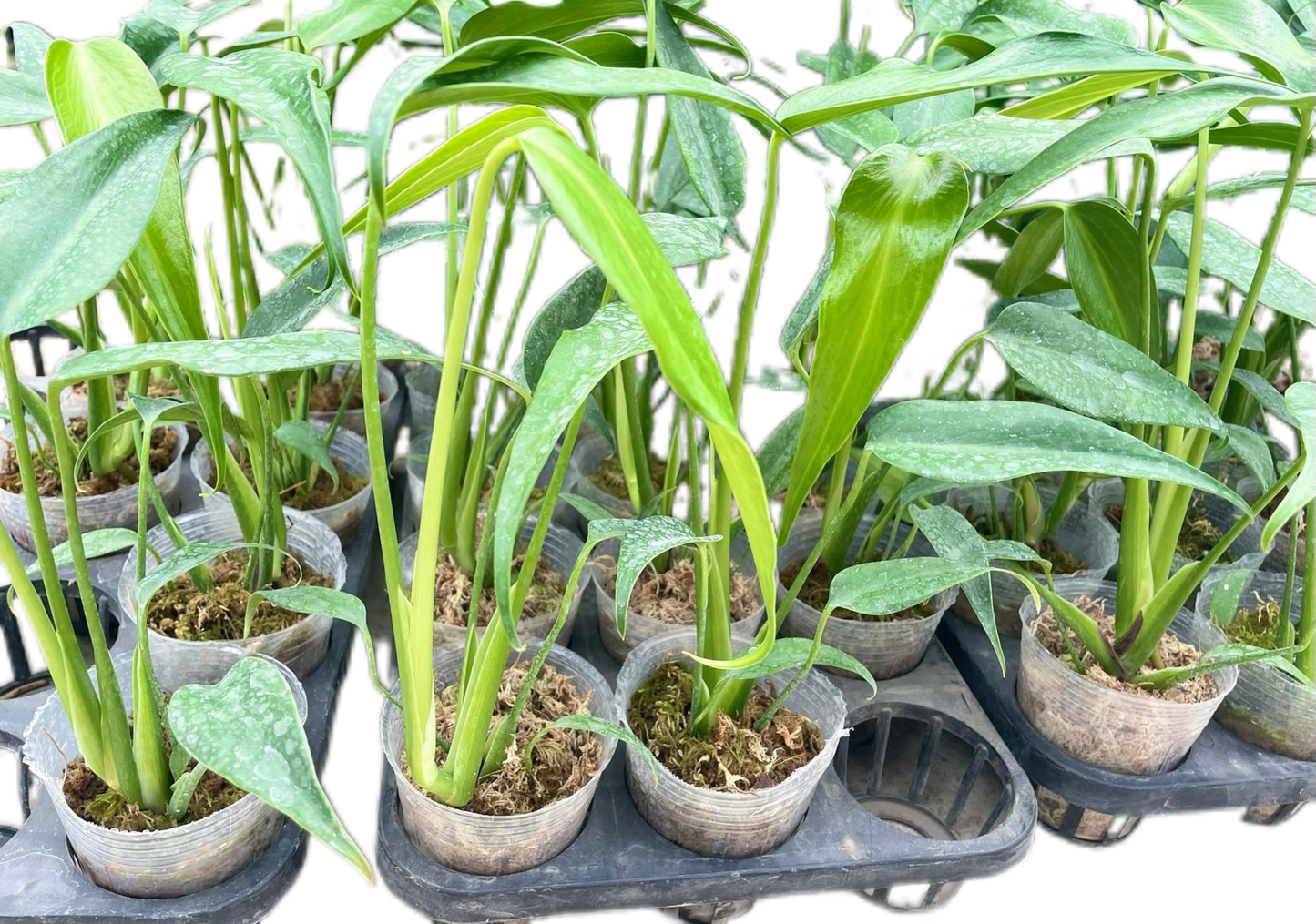 Monstera Burle Marx Flame (Wholesale Set of 10 Plants)