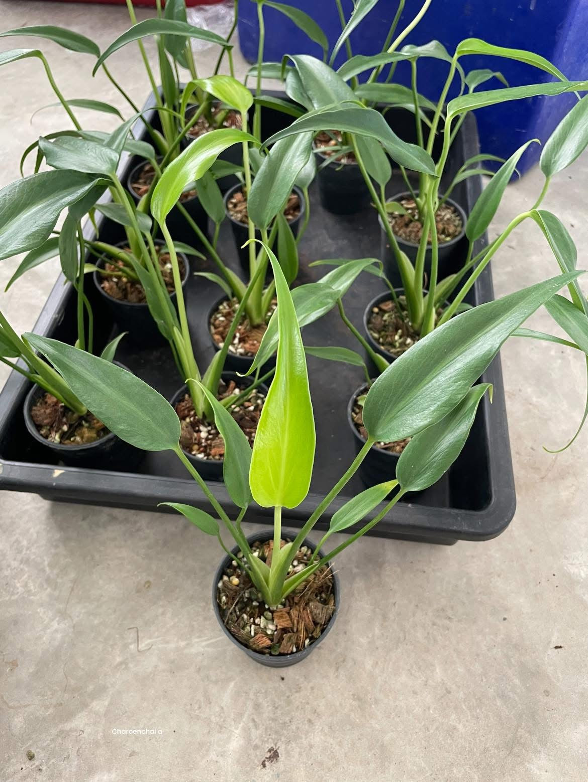Monstera Burle Marx Flame (Wholesale Set of 10 Plants)