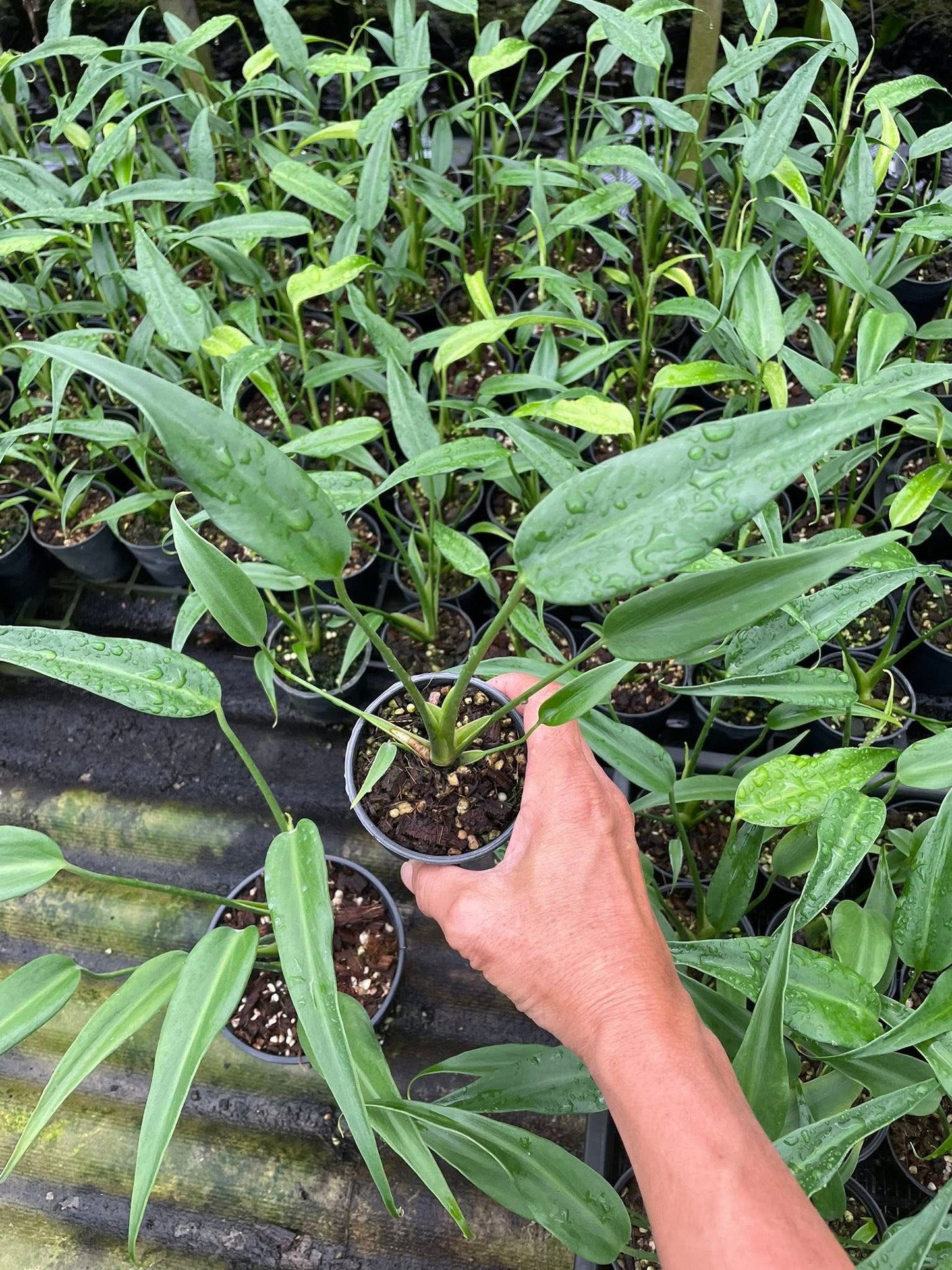 Monstera Burle Marx Flame (Wholesale Set of 10 Plants)