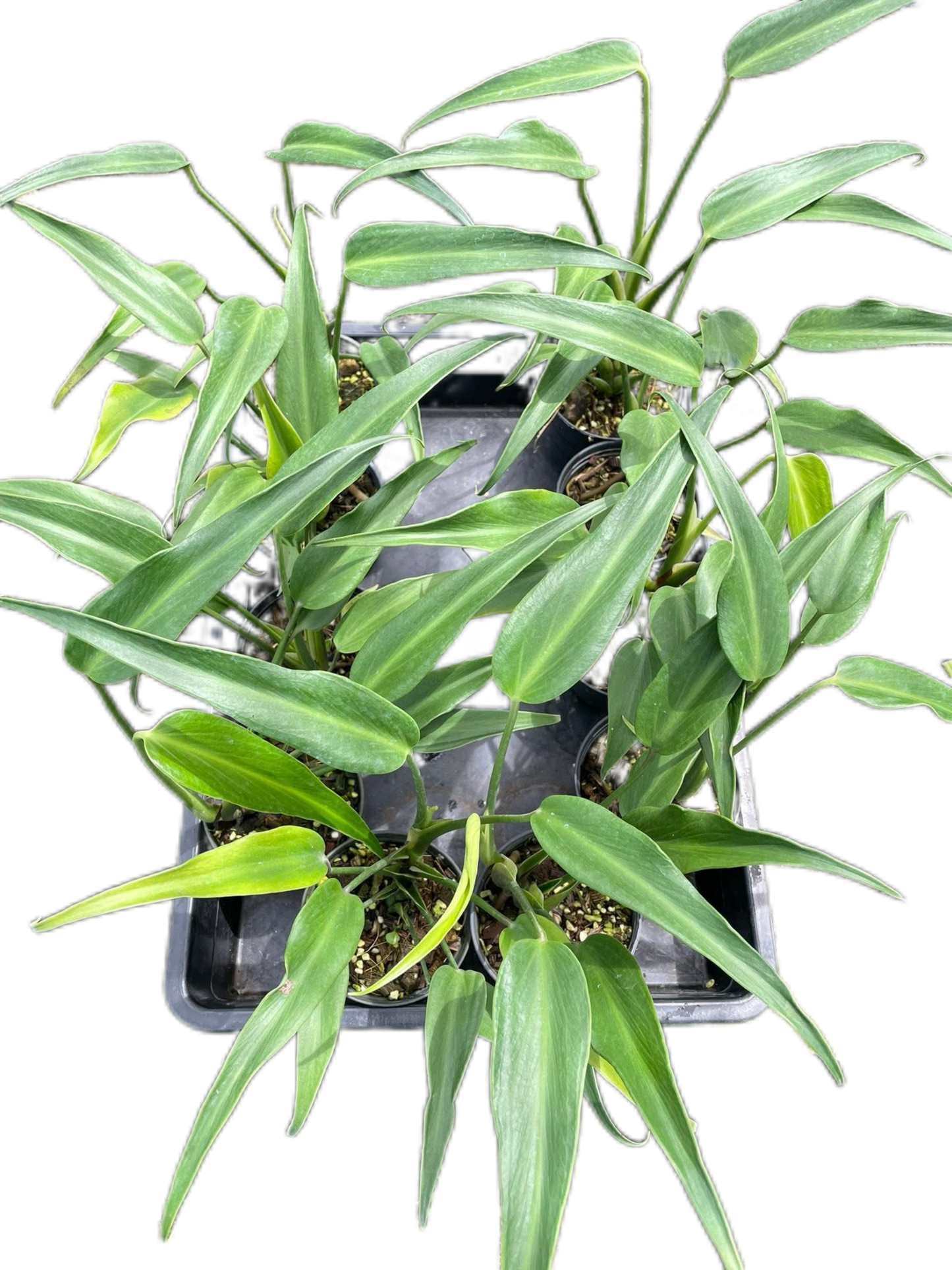 Monstera Burle Marx Flame (Wholesale Set of 10 Plants)