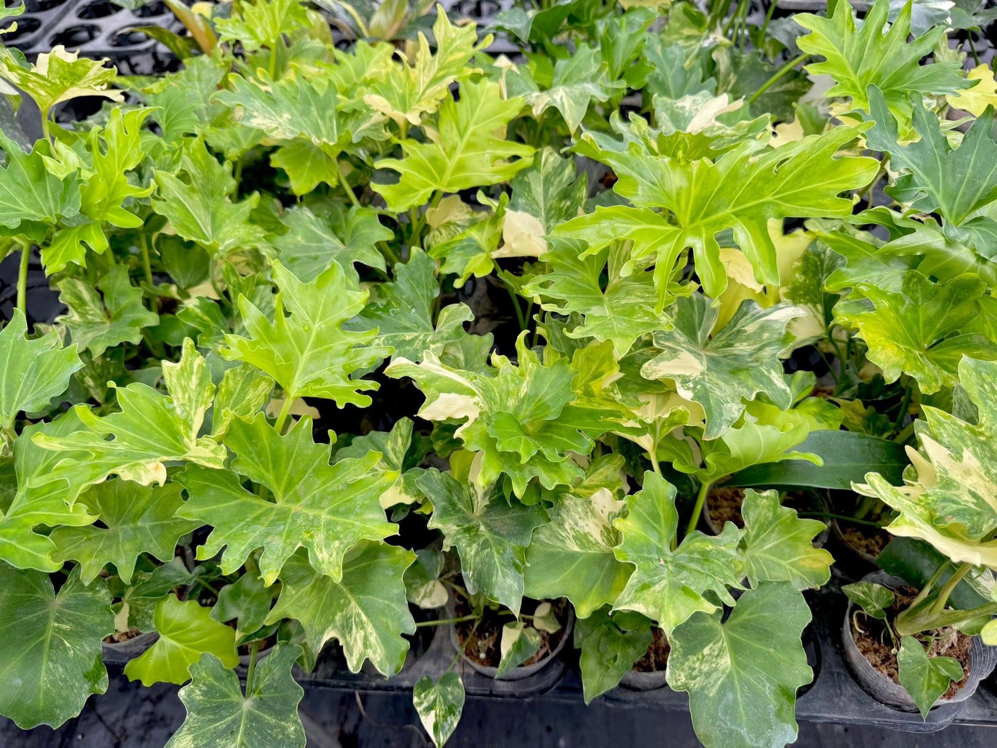 Philodendron Selloum Variegated [Wholesale Set of 10 Plants